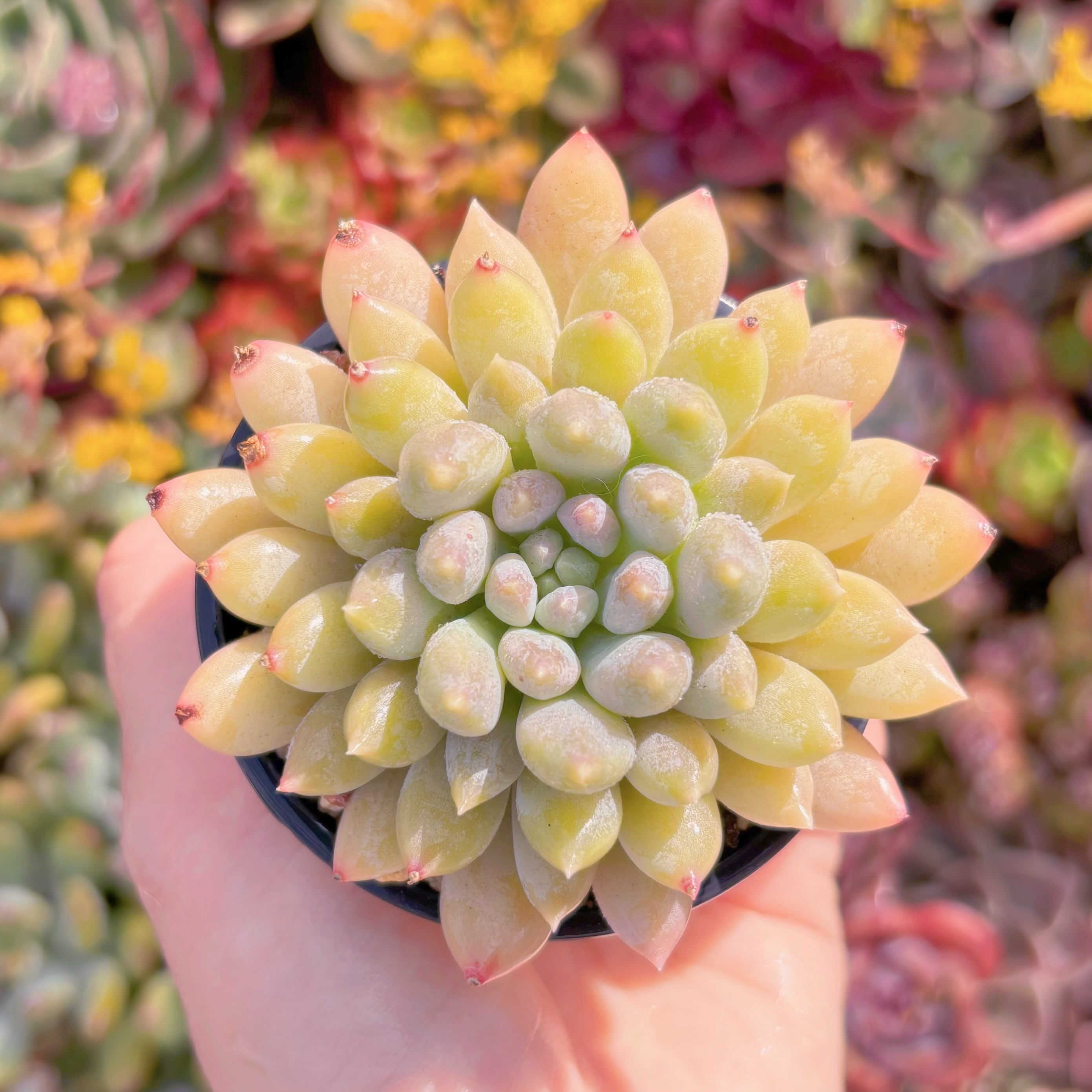 現品　宵桃（よいもも）#M014　在庫僅少　るる農園