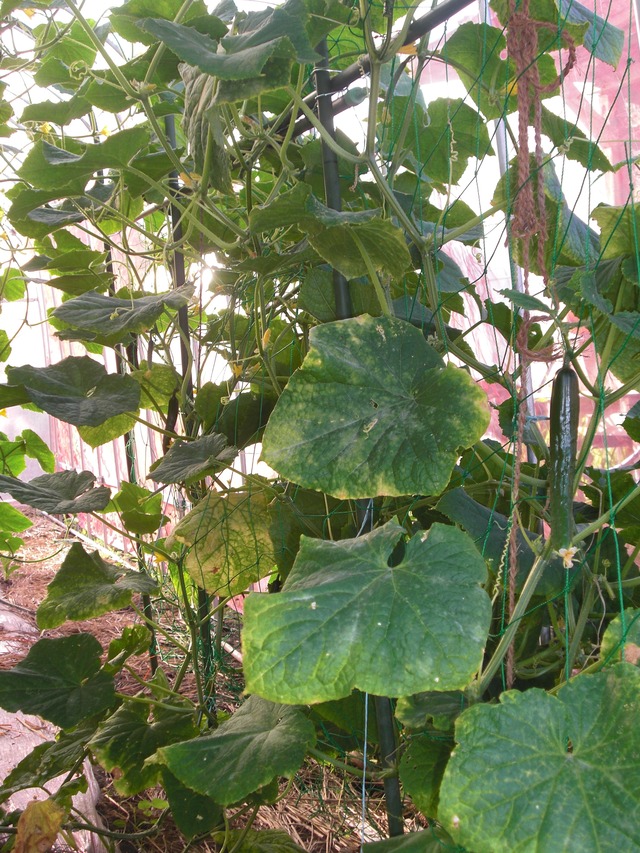 ケール主体の青果セット（ケール/りんごジュース＋旬野菜お任せ）