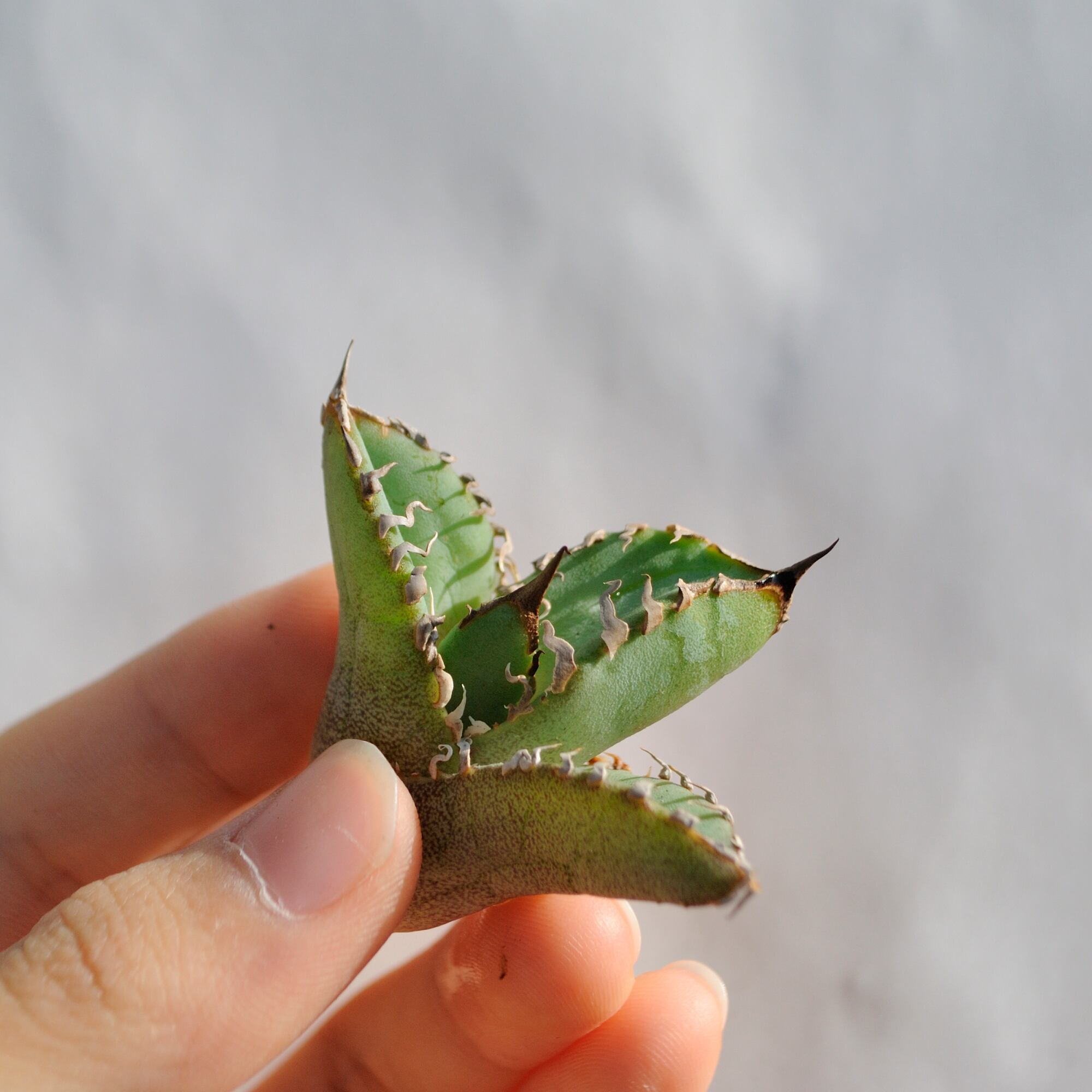 アガベ チタノタ ライトリー ホワイト ソーン セレクション No.7