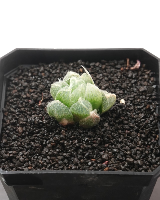 発根済カット苗 ハオルチア モンロー Haworthia 'Monroe'