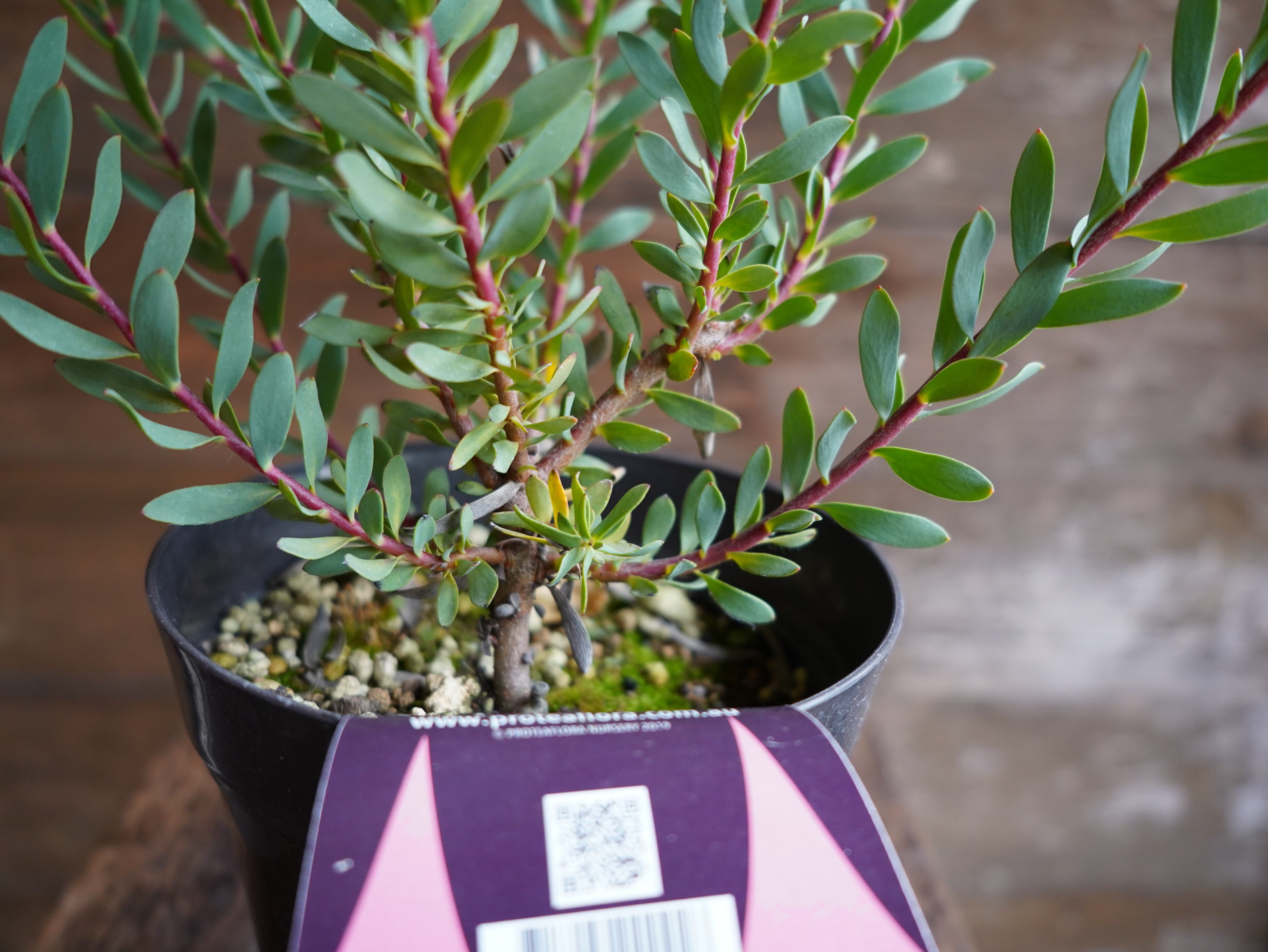 【現物】リューカデンドロン　”Baby Bouquet”