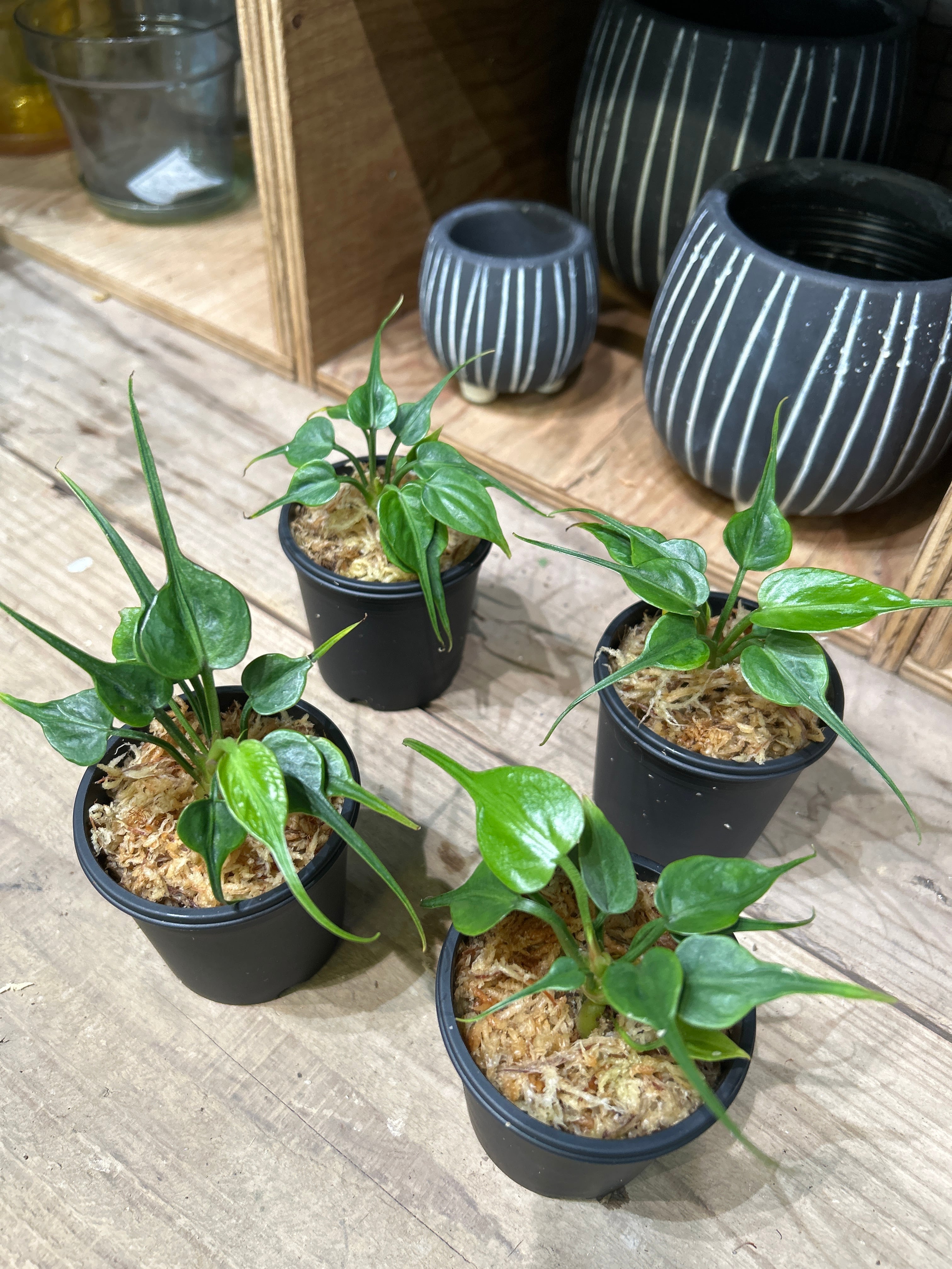 フィロデンドロン ギガンチウム ブリザード | MIDORIYA 観葉植物専門店