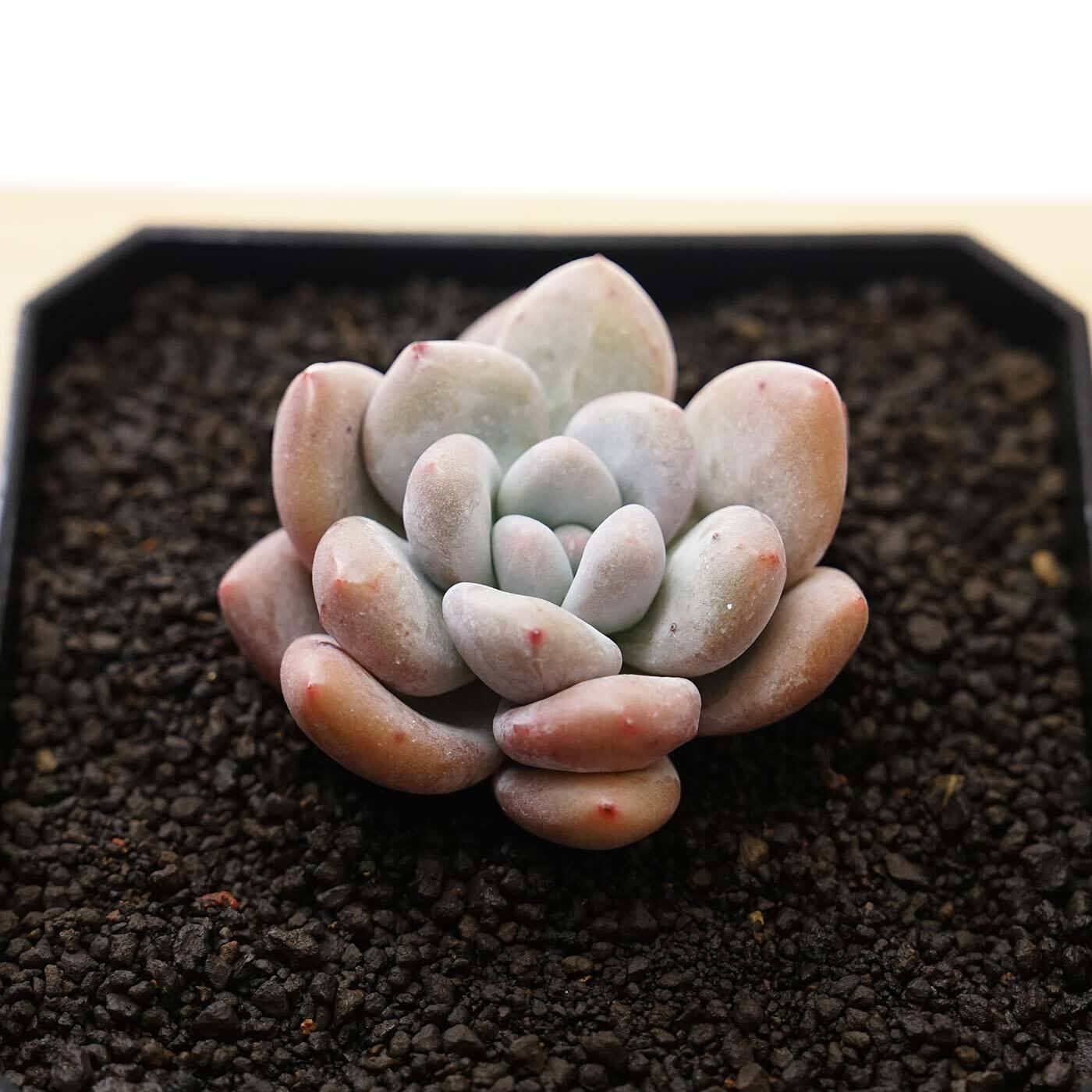新入荷】エケベリア 韓国苗 ネオンライト 多肉植物 おさまっ