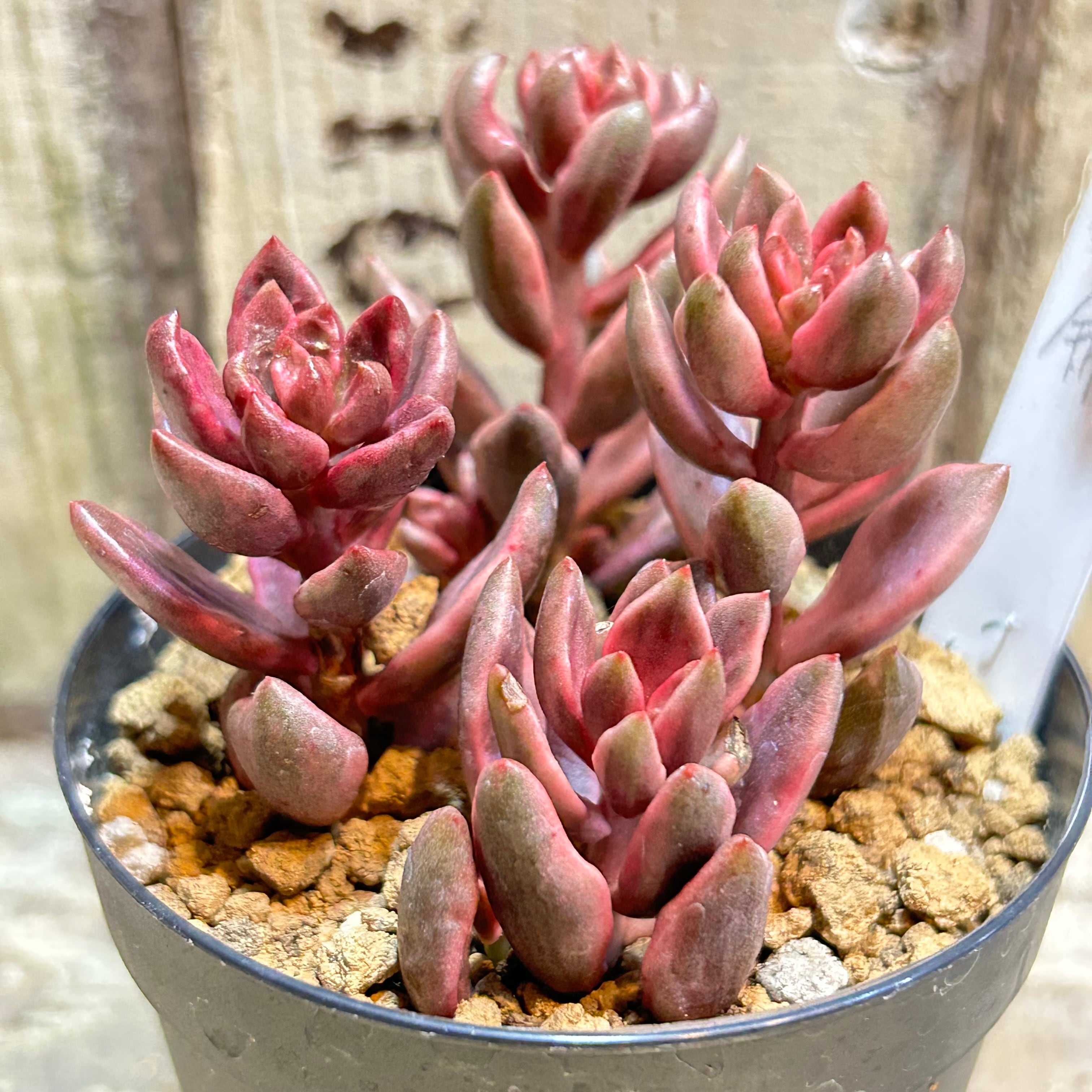 f3ef67f47a5416b4cfe861696e78b2