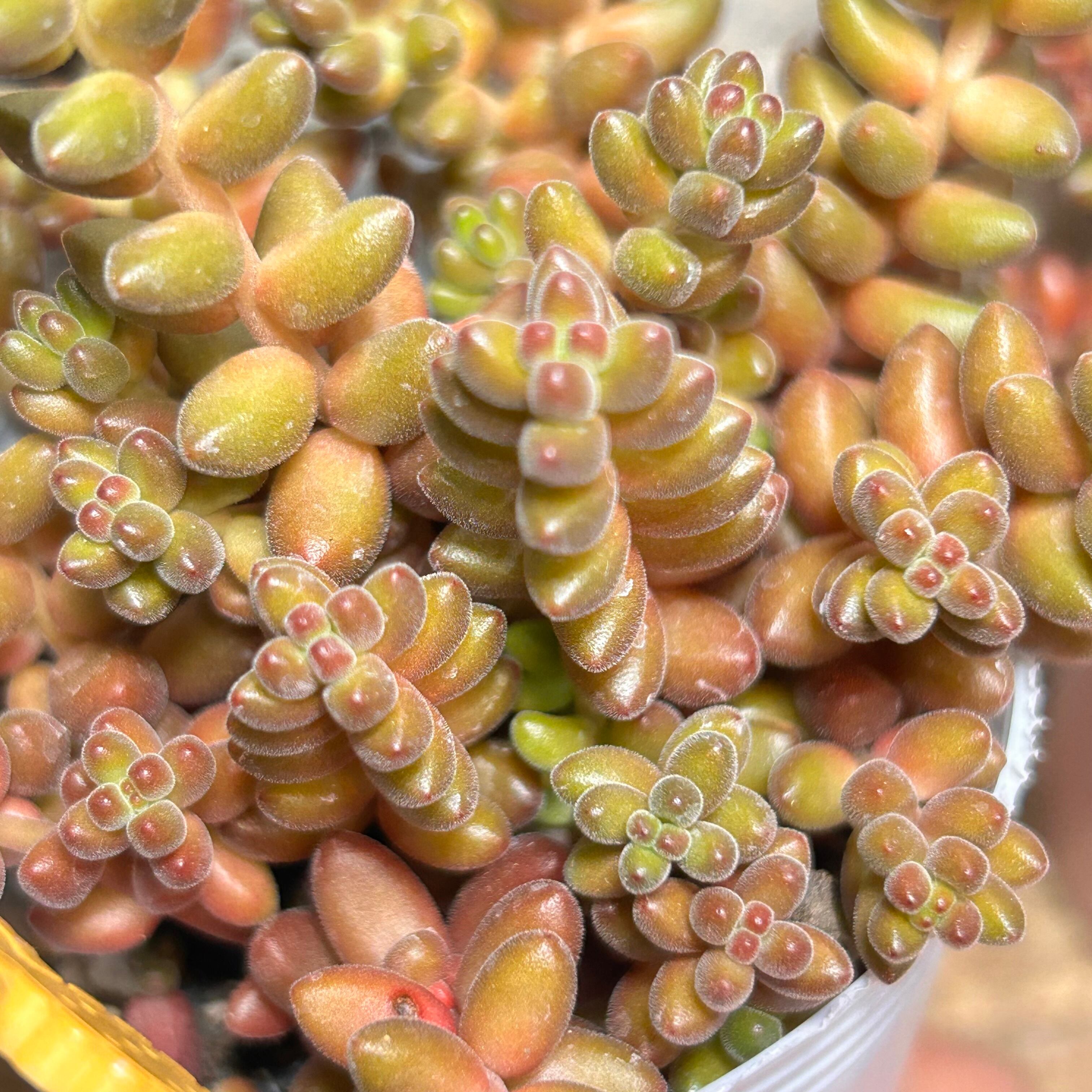 グリーンローズ アエオニウム | RuPo 多肉植物専門店