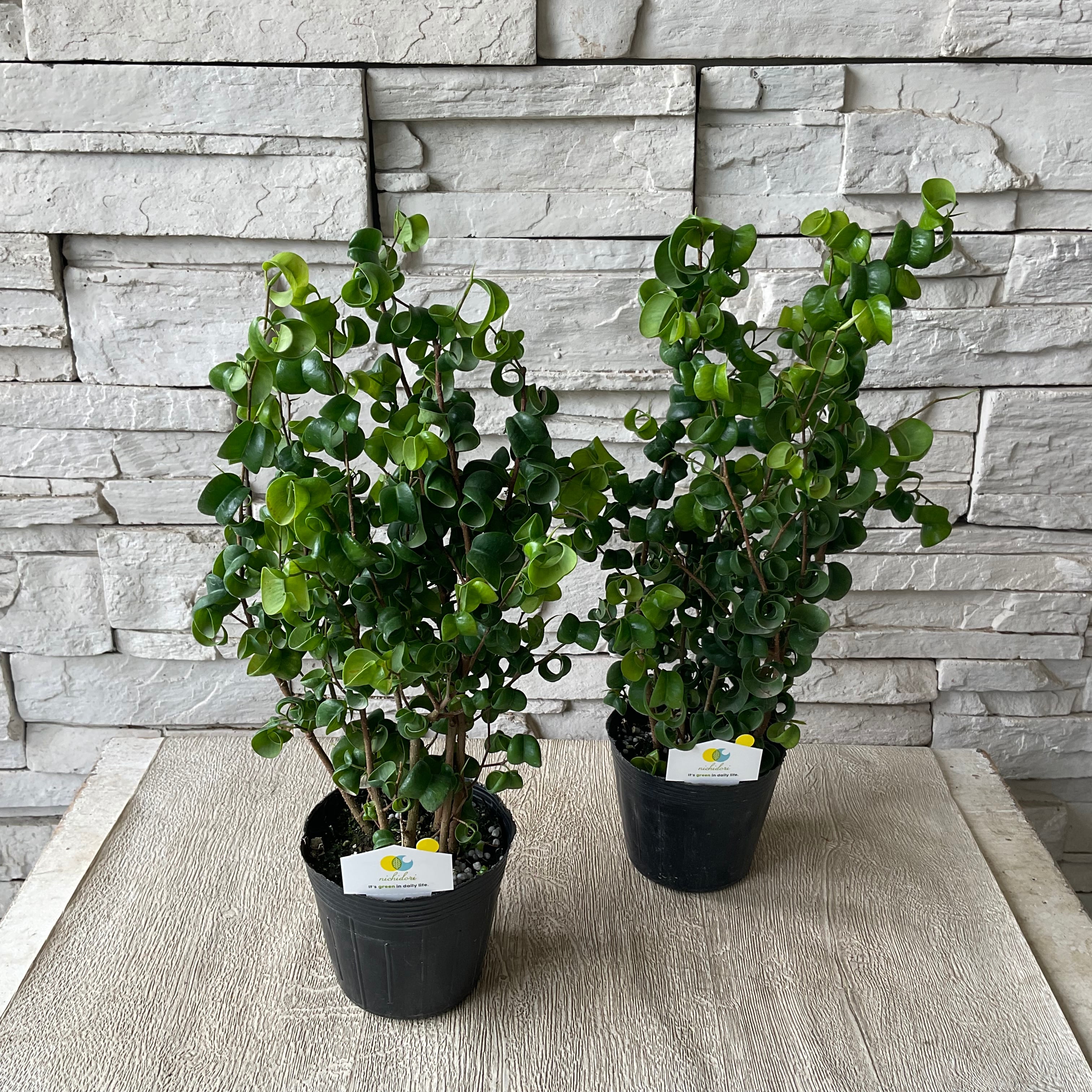 花 様 専用 ベンジャミンバロック 売れ筋がひクリスマスプレゼント ベンジャミンバロック 花 様 専用 ベンジャミンバロック 売れ筋がひクリスマスプレゼント ベンジャミンバロック