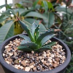 【訳あり商品】アガベ ユタエンシス ssp. ユタエンシス 5 Agave uthaensis ssp. uthaensis