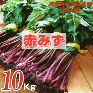 天然山菜 完全予約販売 秋田県産天然みず ウワバミソウ ５Kg　産地直送 送料無料