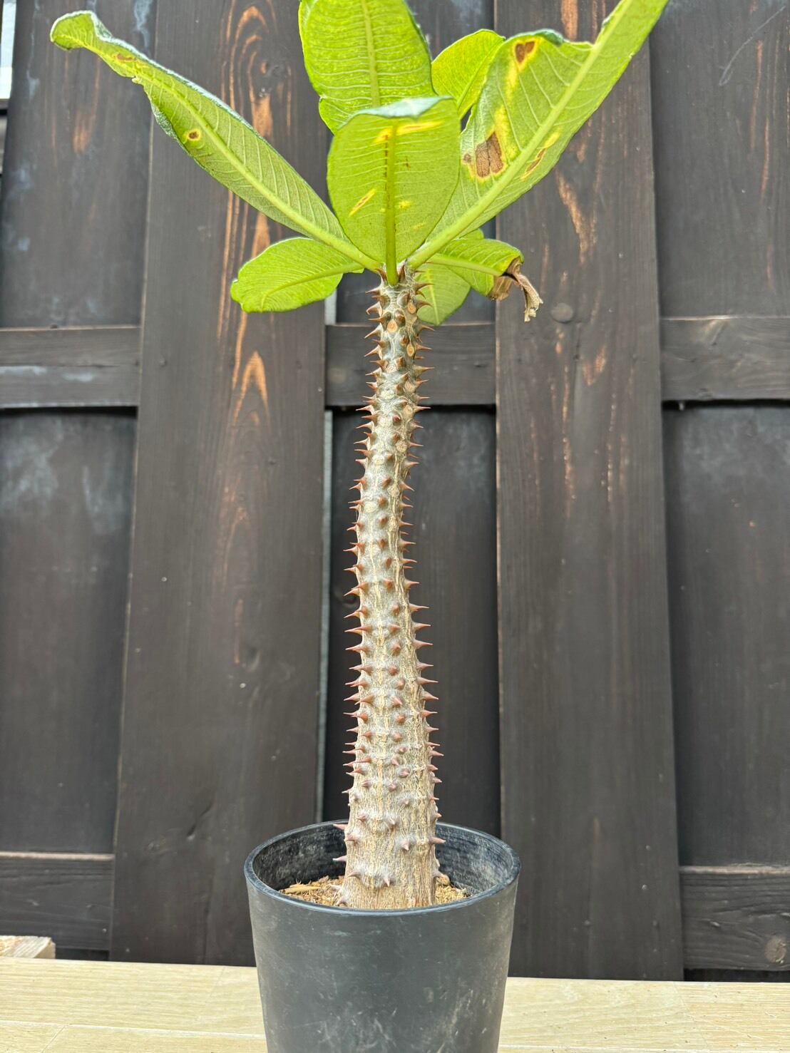 新着・極上逸品】Pachypodium baronii 2 【国内実生】パキポディウム