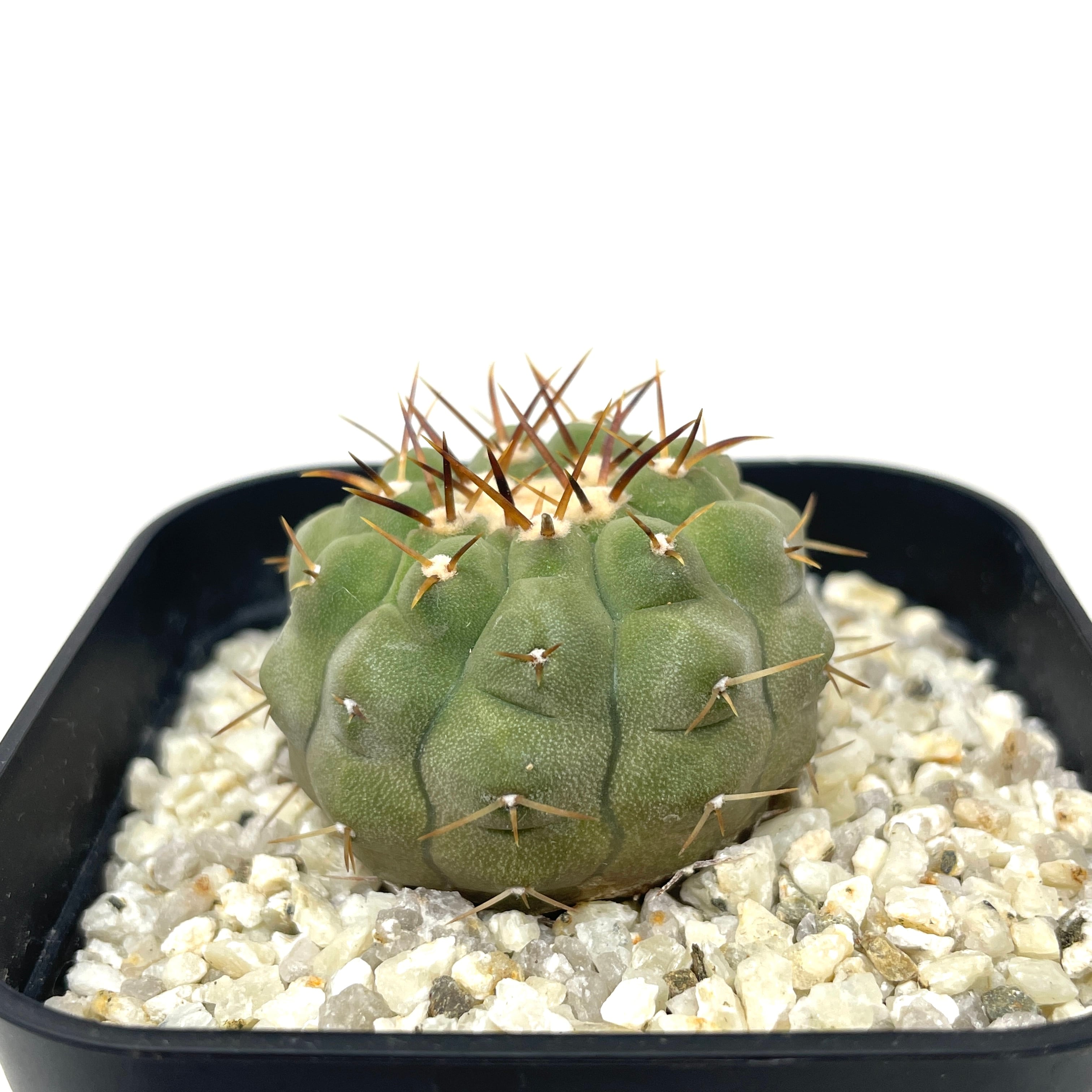 コピアポア コルムナアルバ y鉢付き 熱っぽい botanize