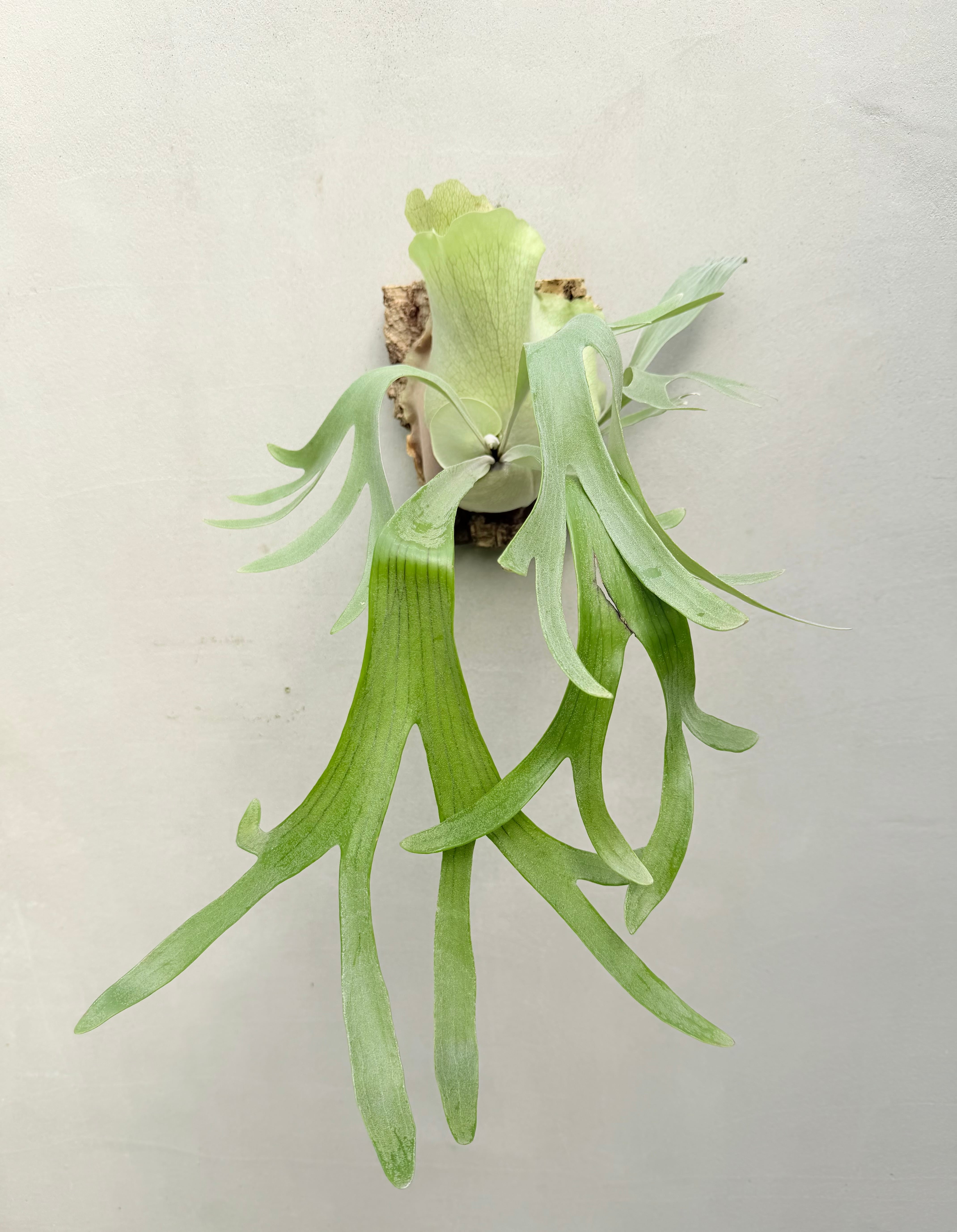 P. 'Shine Gloria' 'シャイングロリア' | vandaka plants