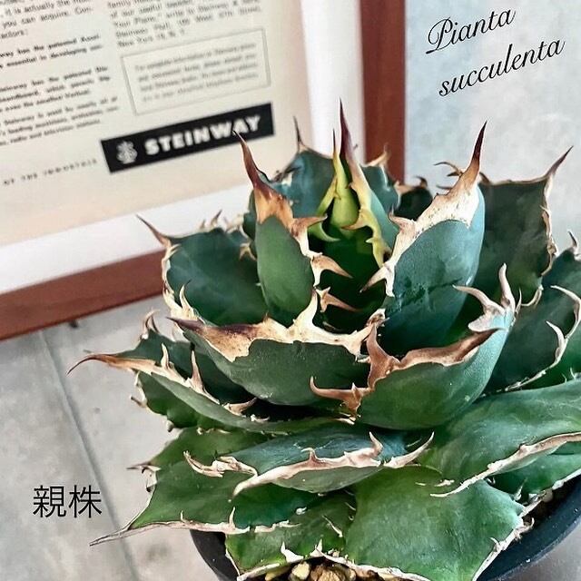 agave titanota fo 076 子株/アガベ チタノタ fo 076 子株【観葉植物】【多肉植物】【インテリア】【  鉢込み発送】【発根済】【美株】 | listycagave powered by BASE