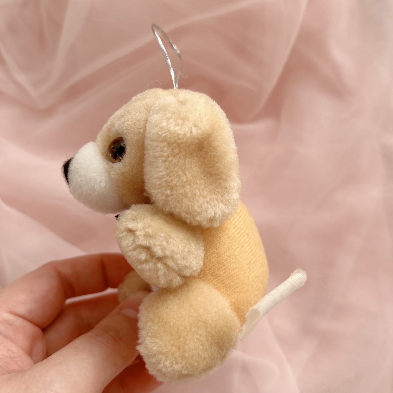 mini dogの画像03