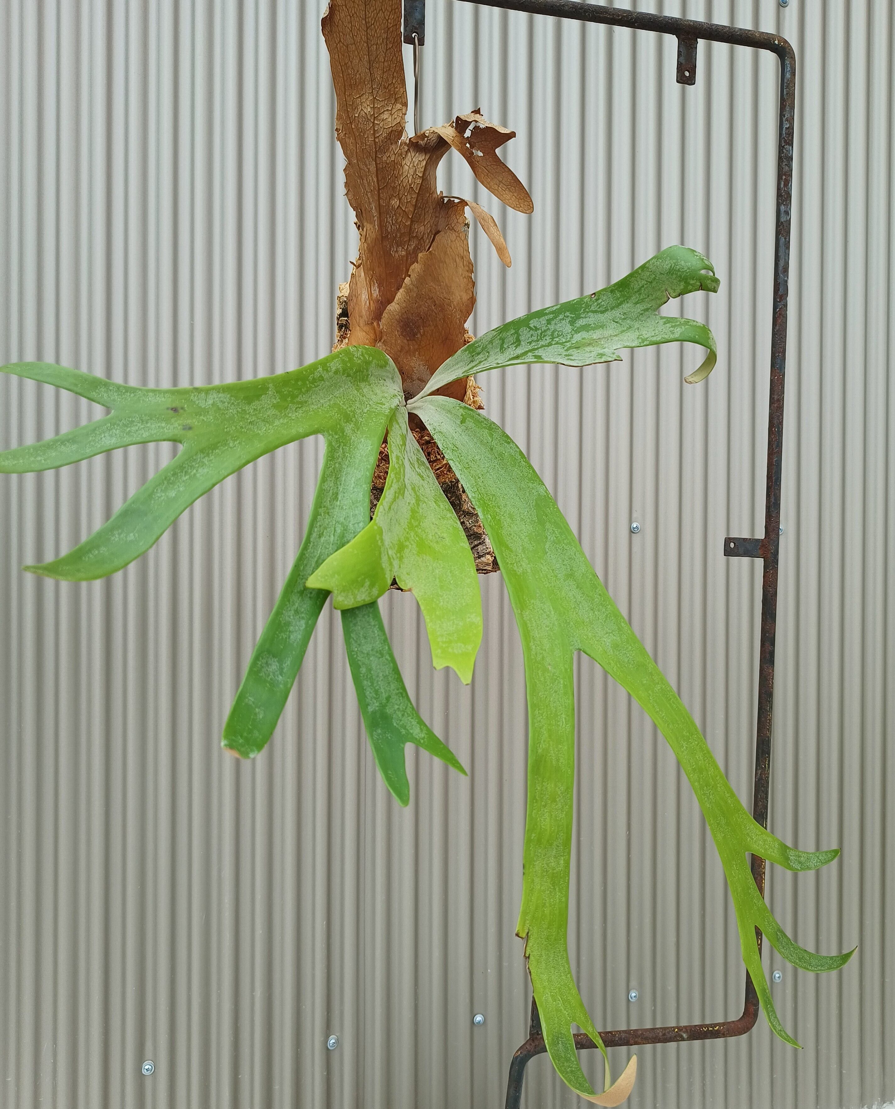 店内全品ﾎﾟｲﾝﾄ2倍!! ビカクシダP.willinckii Wild from Java | maximise.mu