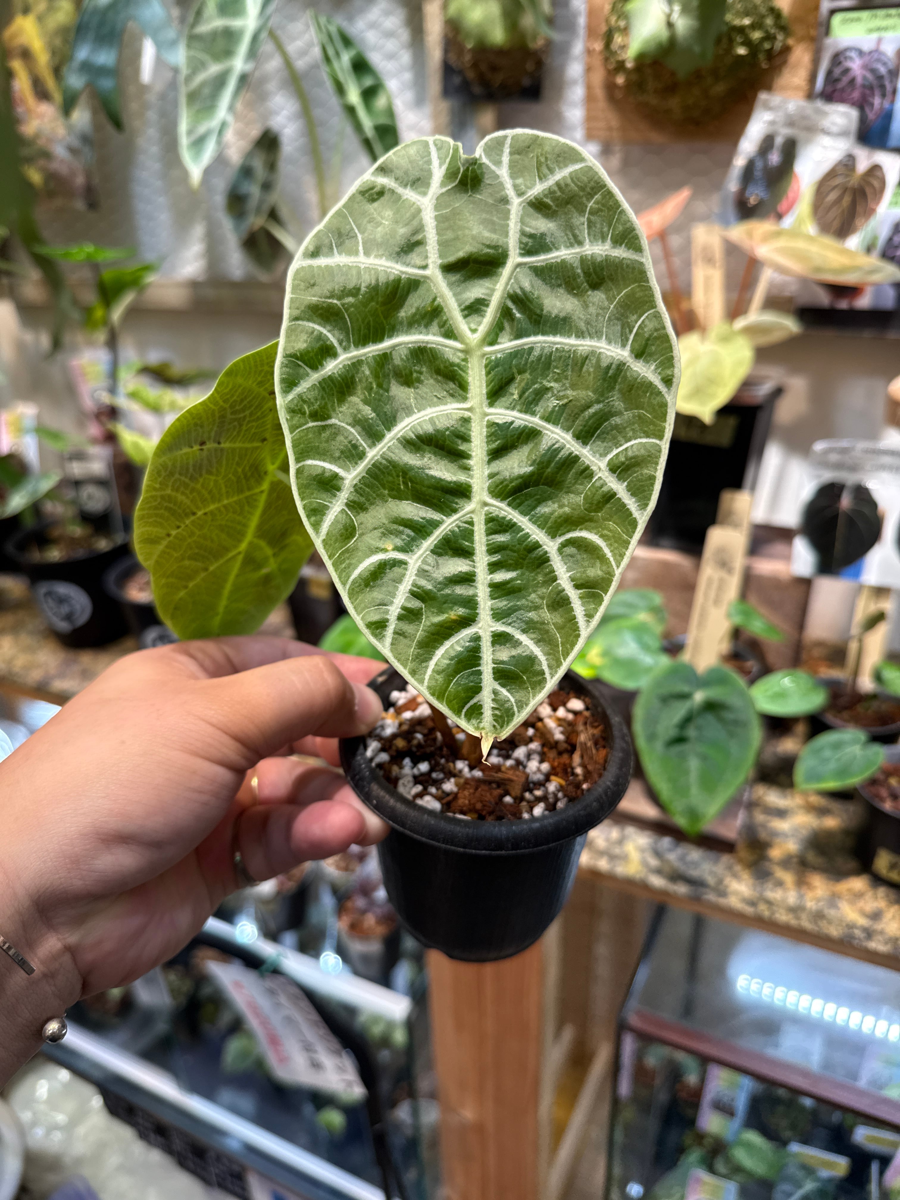 アロカシア ワトソニアナ 'Doff' | Gardenえん 【観葉熱帯植物】