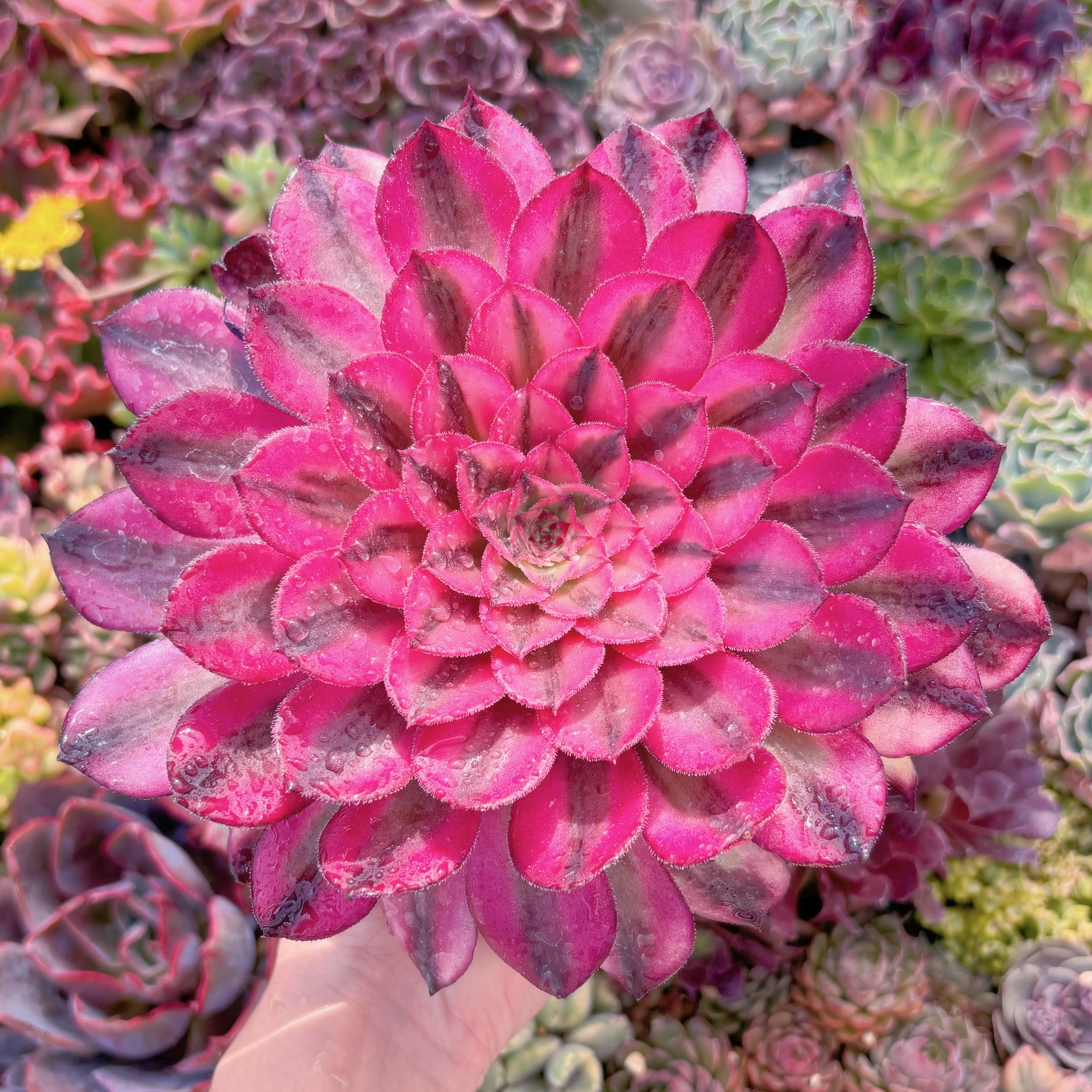 現品　白月光#C53　大苗　るる農園