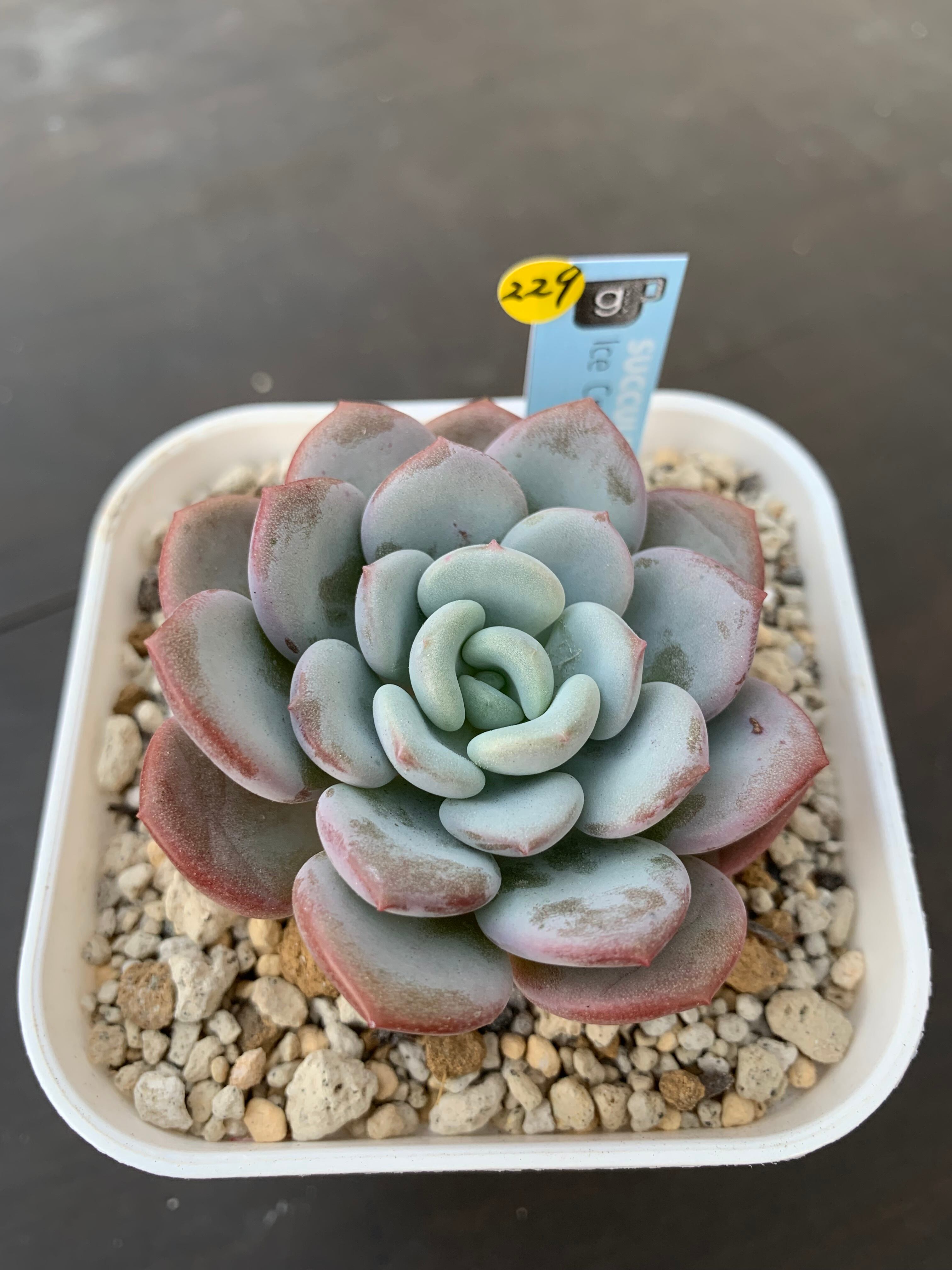 韓国苗 | 多肉植物食堂