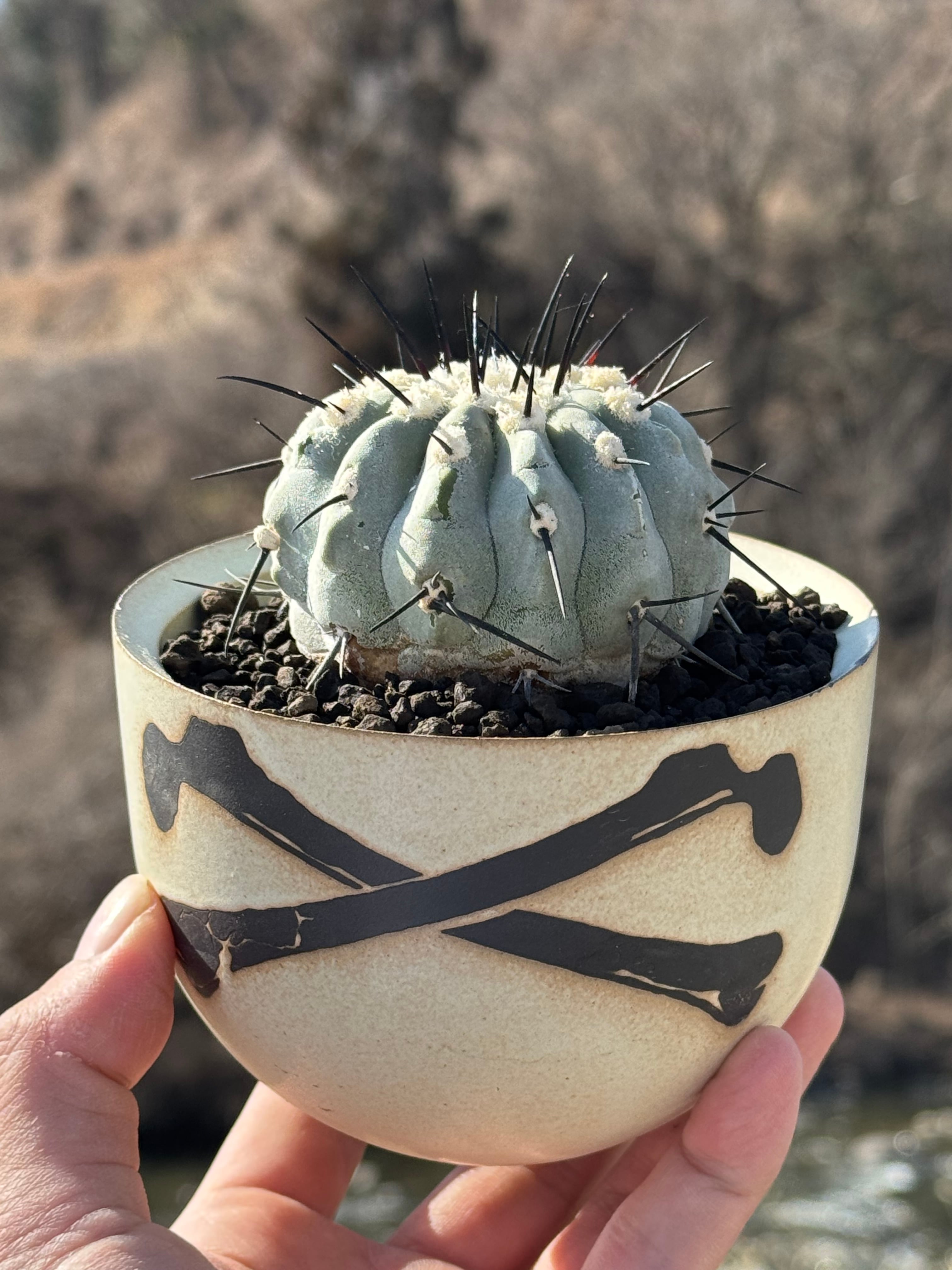 新品未使用】VALIEM GHOST Mサイズ VALIEM GHOST（BOWL / Mサイズ） | 青坊主-aobouzu-