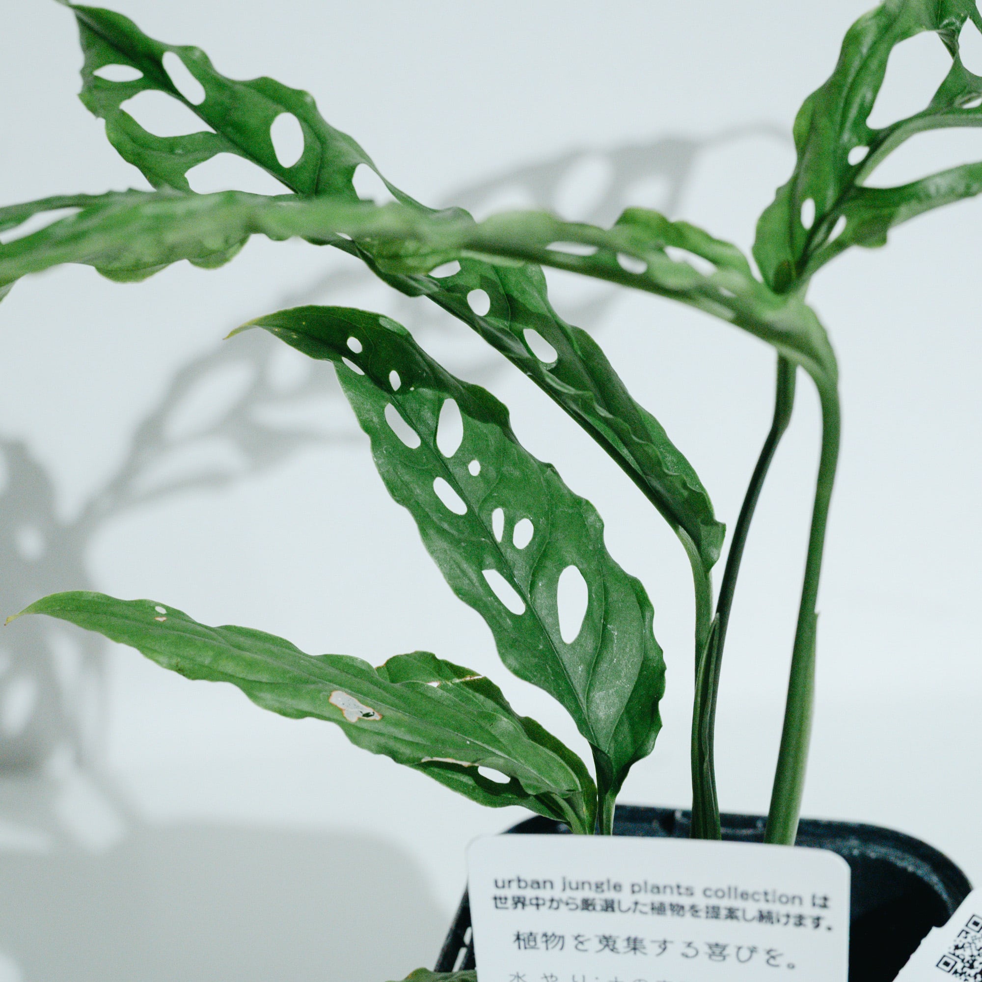 モンステラ・オブリクア・ペルー（Monstera obliqua 'Peru'）_250824