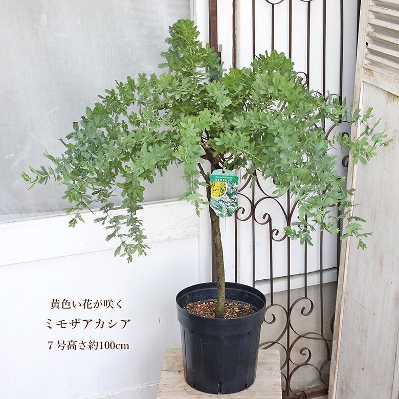 現品販売 常緑苗木 ミモザアカシア 7号 高さ100cm ミモザ 黄色い花 春