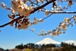 河口湖の桜とうっすら富士山 02