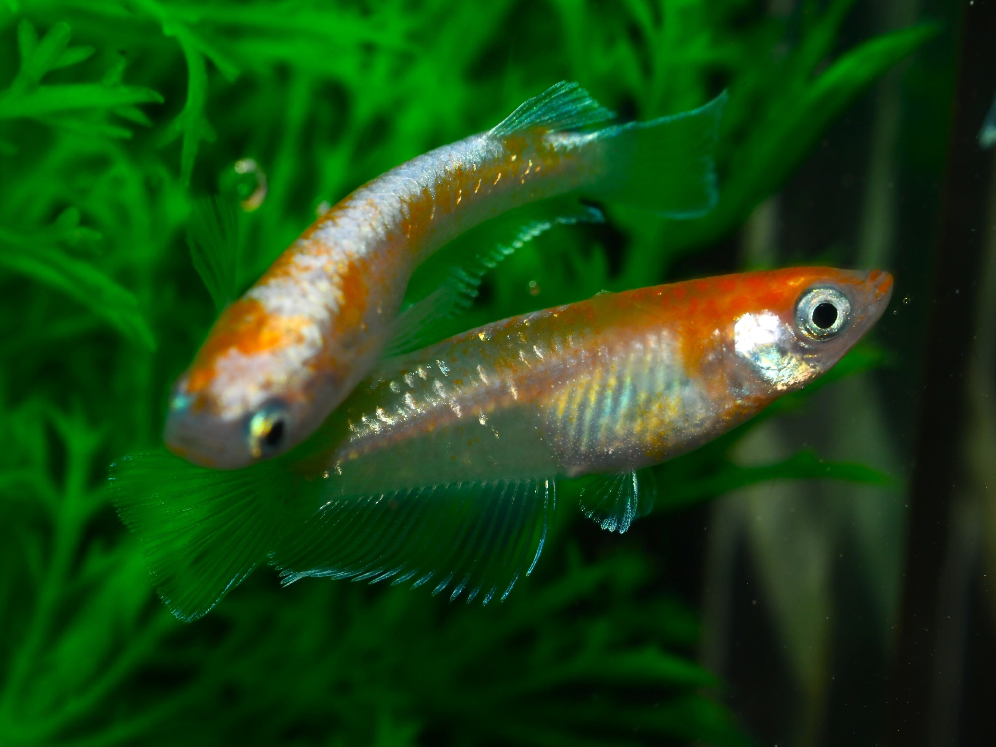 ☆出品 カワサキ ゼファー400 ヒューズボックス 26021-1057 純正 中古 バイク