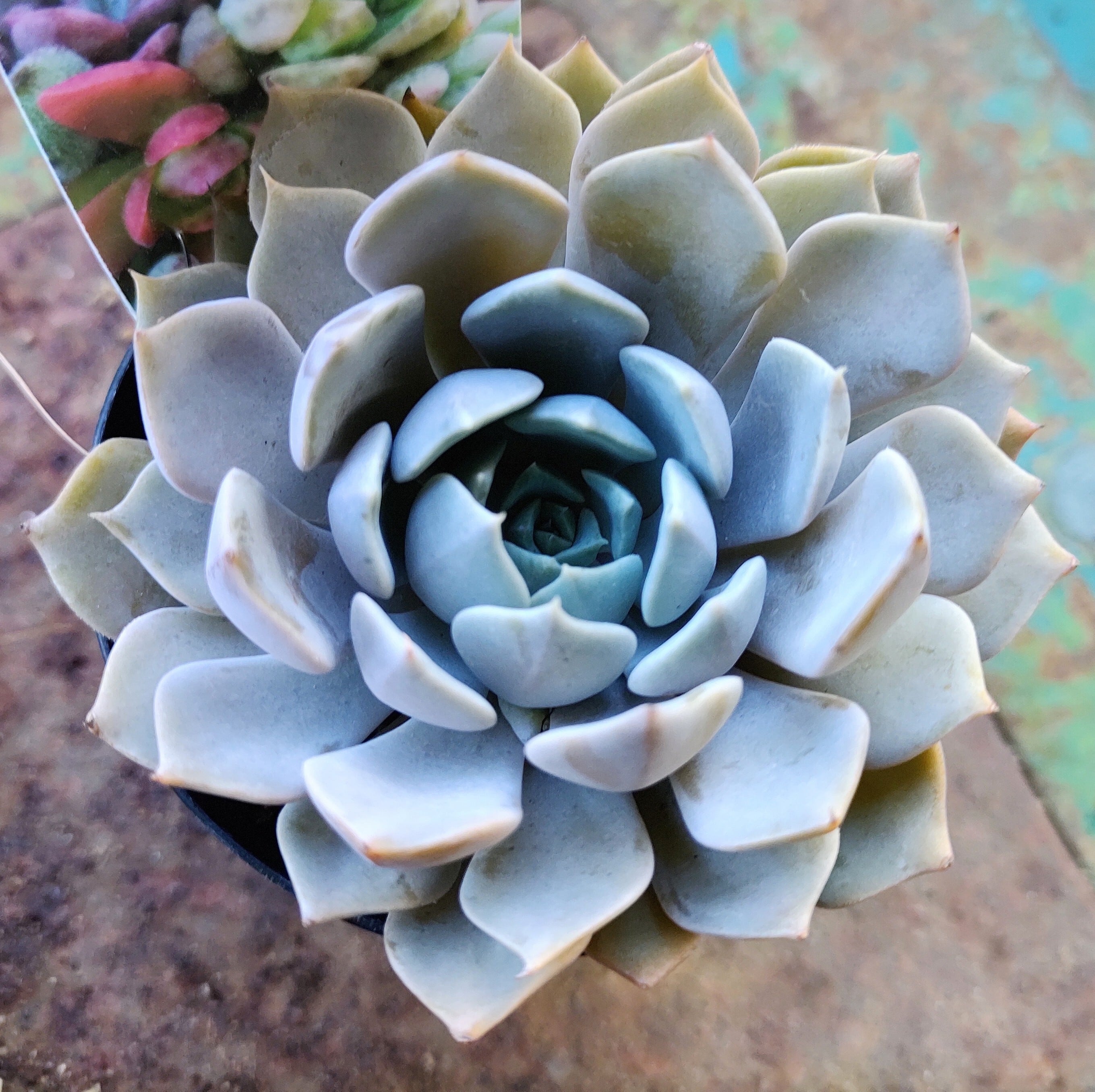 カロライナ | RuPo 多肉植物専門店