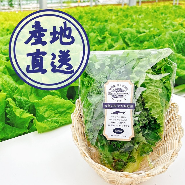 【FISH VEGGIES】ケールとレタスのサラダセット 80g　化学肥料/農薬不使用だから安心して食べられる