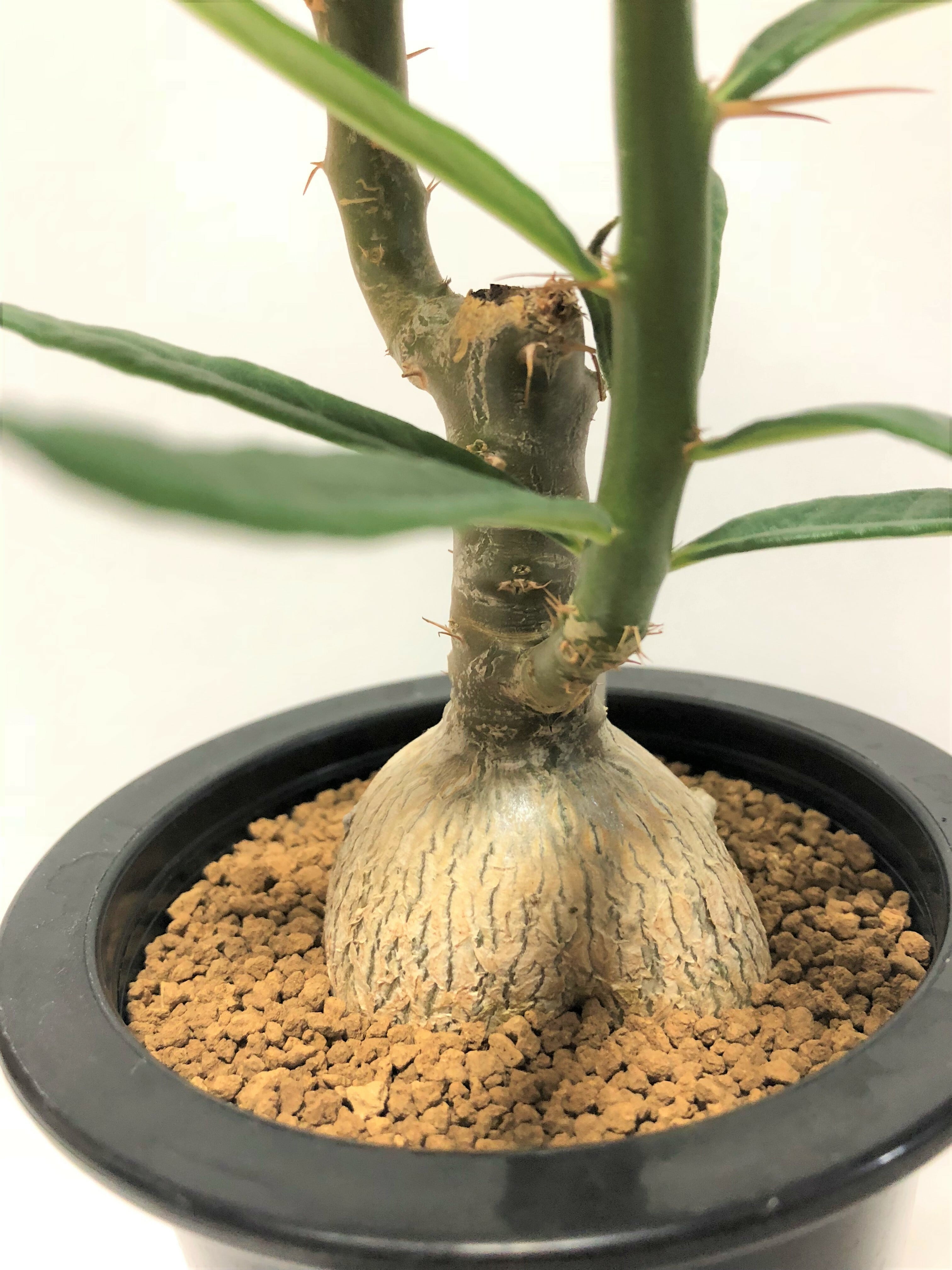 Pachypodium succulentum パキポディウム サキュレンタム 天馬空 塊根