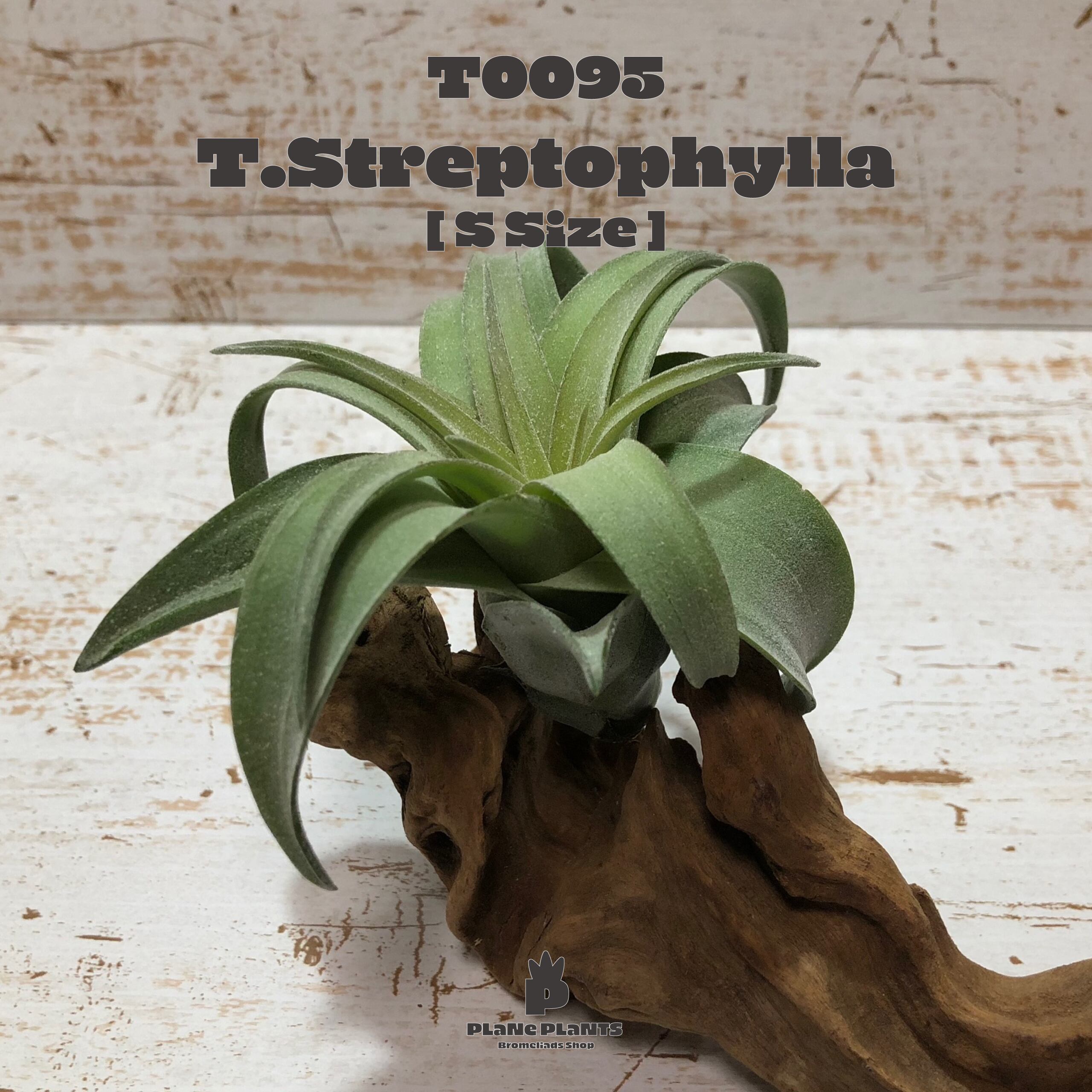 【送料無料】ストレプトフィラS〔エアプランツ〕現品発送T0095