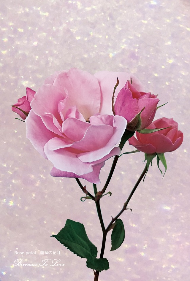 いきもの顕微鏡ポストカード 薔薇の花弁 Biodm