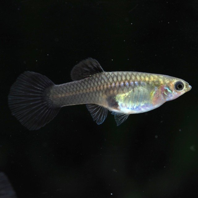【セール】モスコーパープル(RREA系)　若魚2ペア