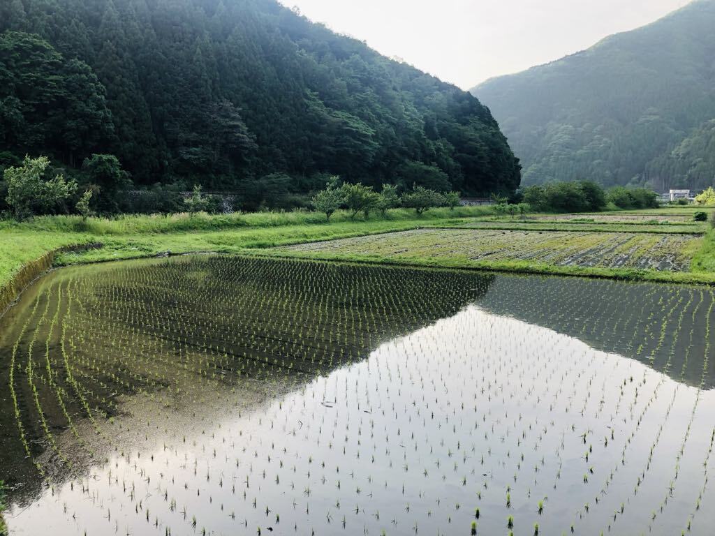 新米 令和7年(2025年)販売スタート【農薬・化学肥料不使用 コシヒカリ