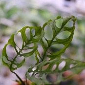【実生】モンステラ オブリクア ペルー / Monstera Obliqua Peru⑥ / 観葉植物