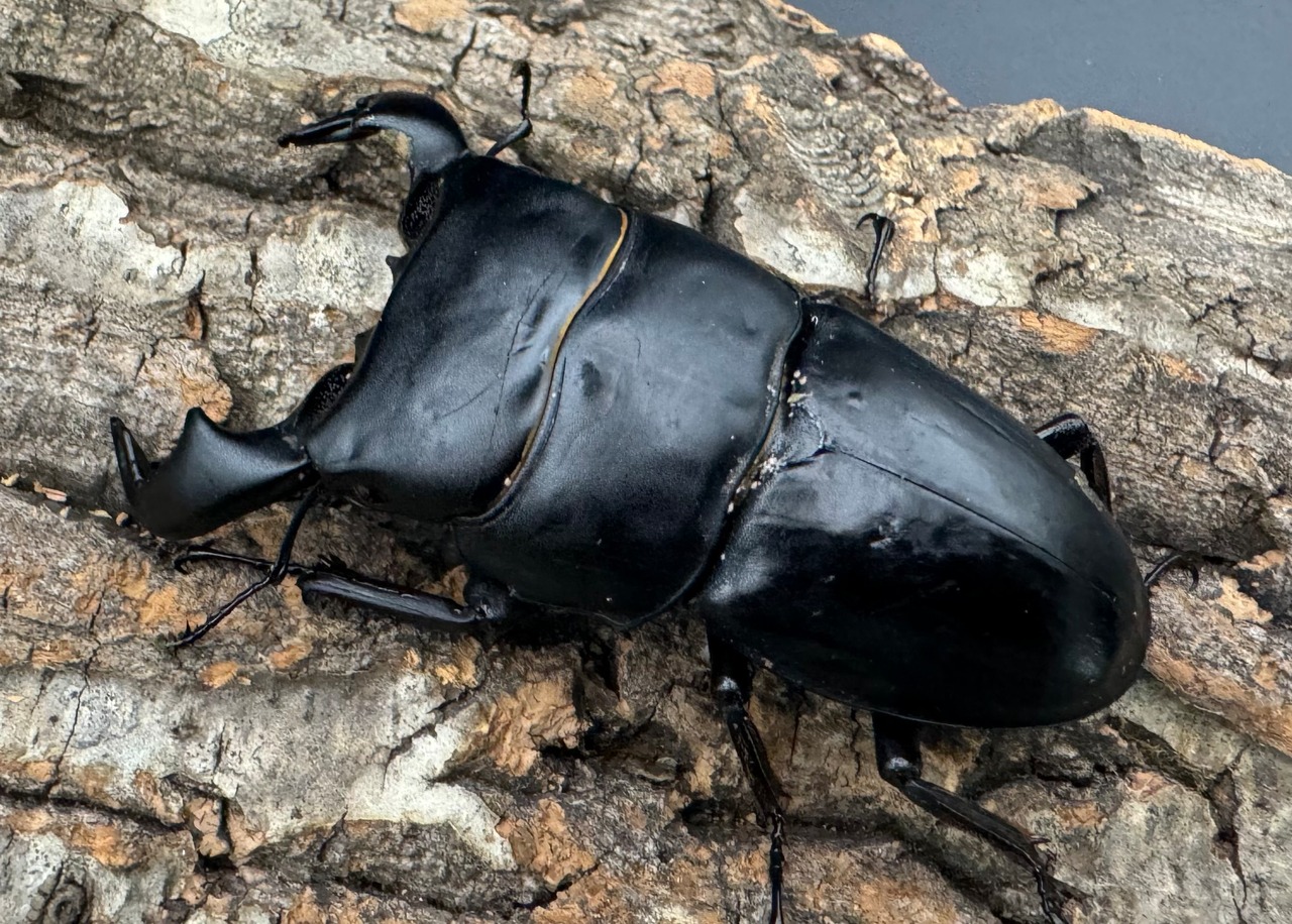 【WD】《ダイオウヒラタクワガタ 79.8mm ペア》