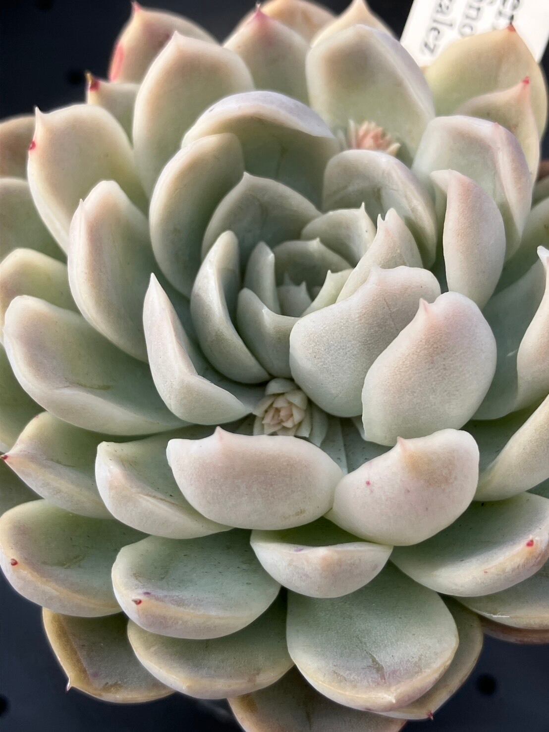 現物商品】elegans La Paz エレガンス ラパス 個数制限あり ① | 多肉