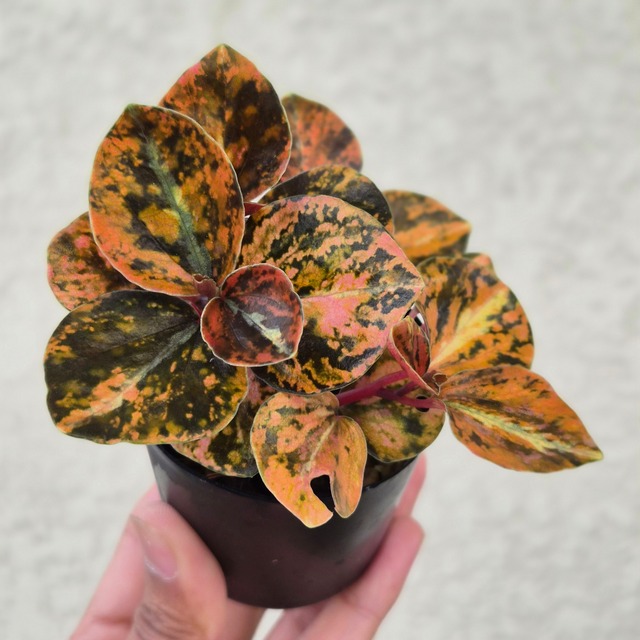 ⑮《Peperomia Metalica Orange Variegated》ペペロミア メタリカ オレンジ斑　観葉植物 ／ポット発送