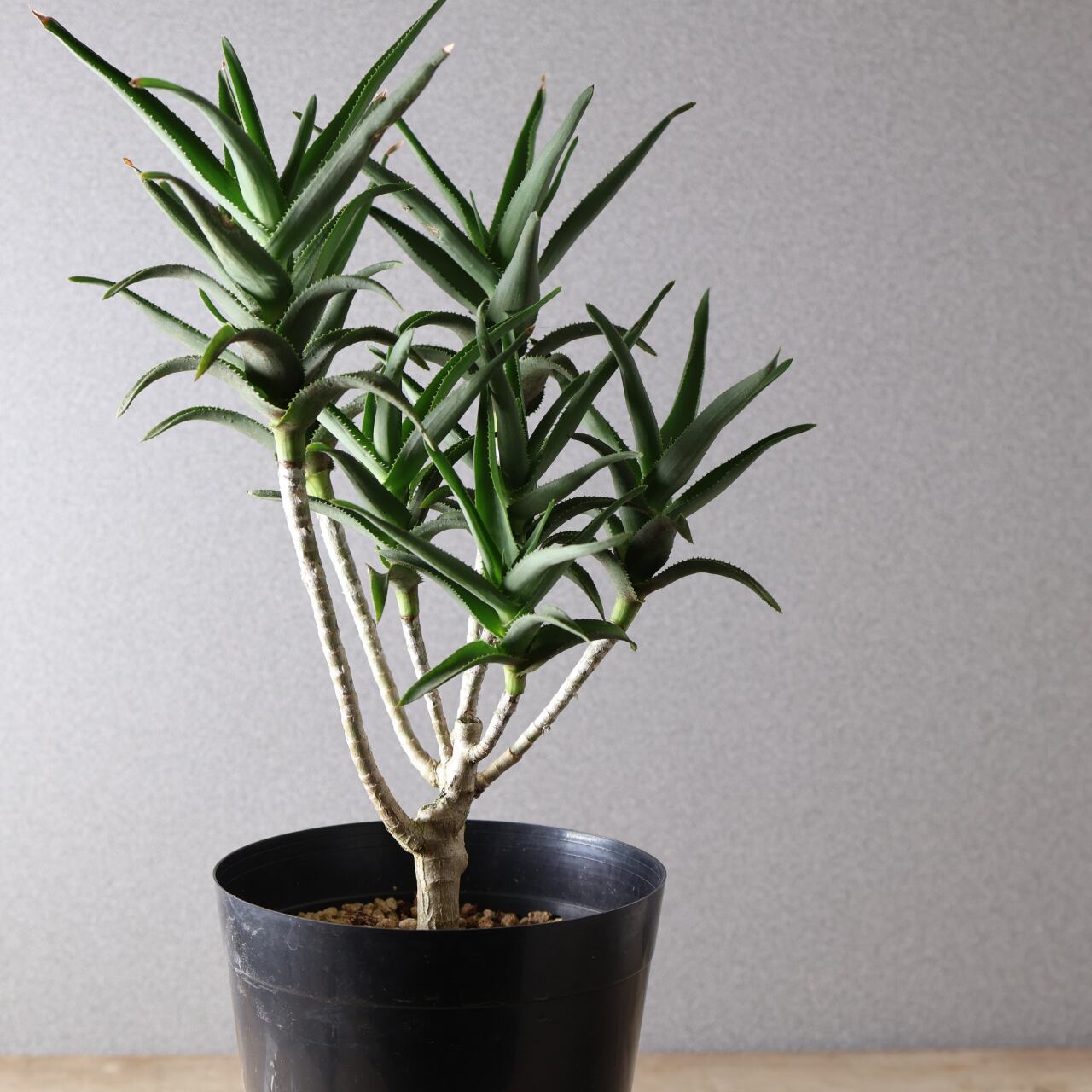 377 小さくても存在感『アロエ デラエティ』観葉植物 【送料無料