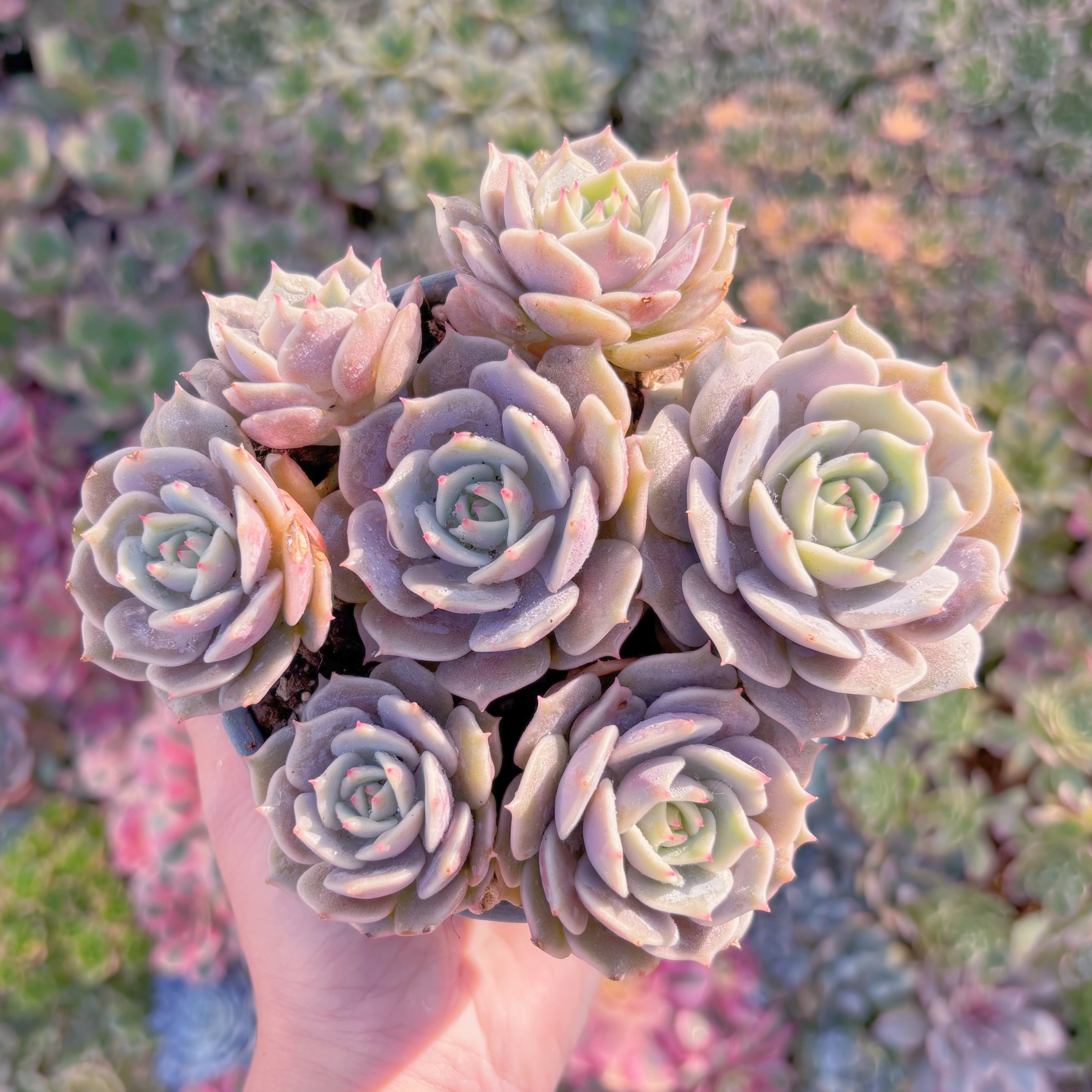 現品　ローラ#K031　群生　新入荷　るる農園