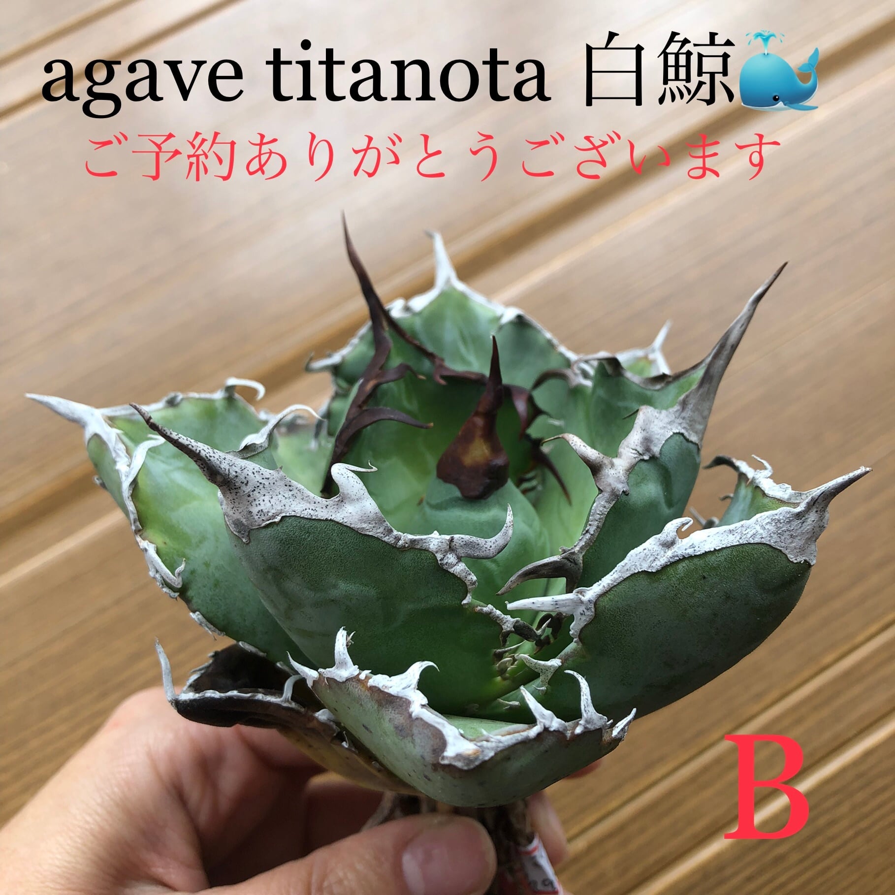 agave titanota White whale 白鯨 B 台湾輸入株！！