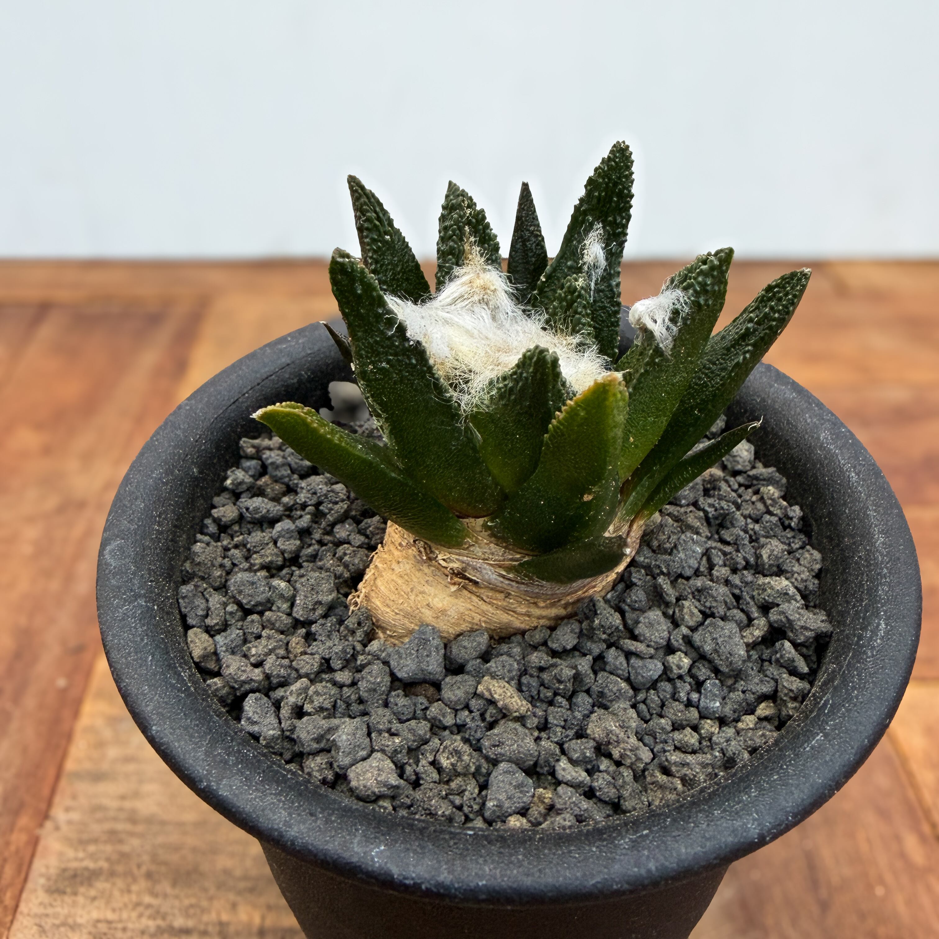 Ariocarpus bravoanus【アリオカルプス・ブラボアナス・実生