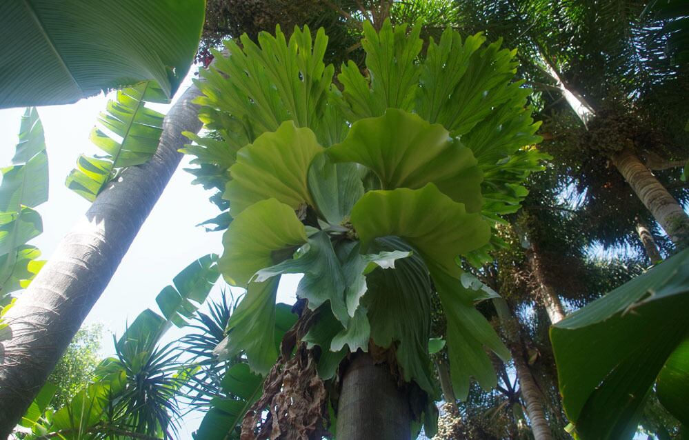 ビカクシダ ホルタミー P Holttumii Wild Fern Garden