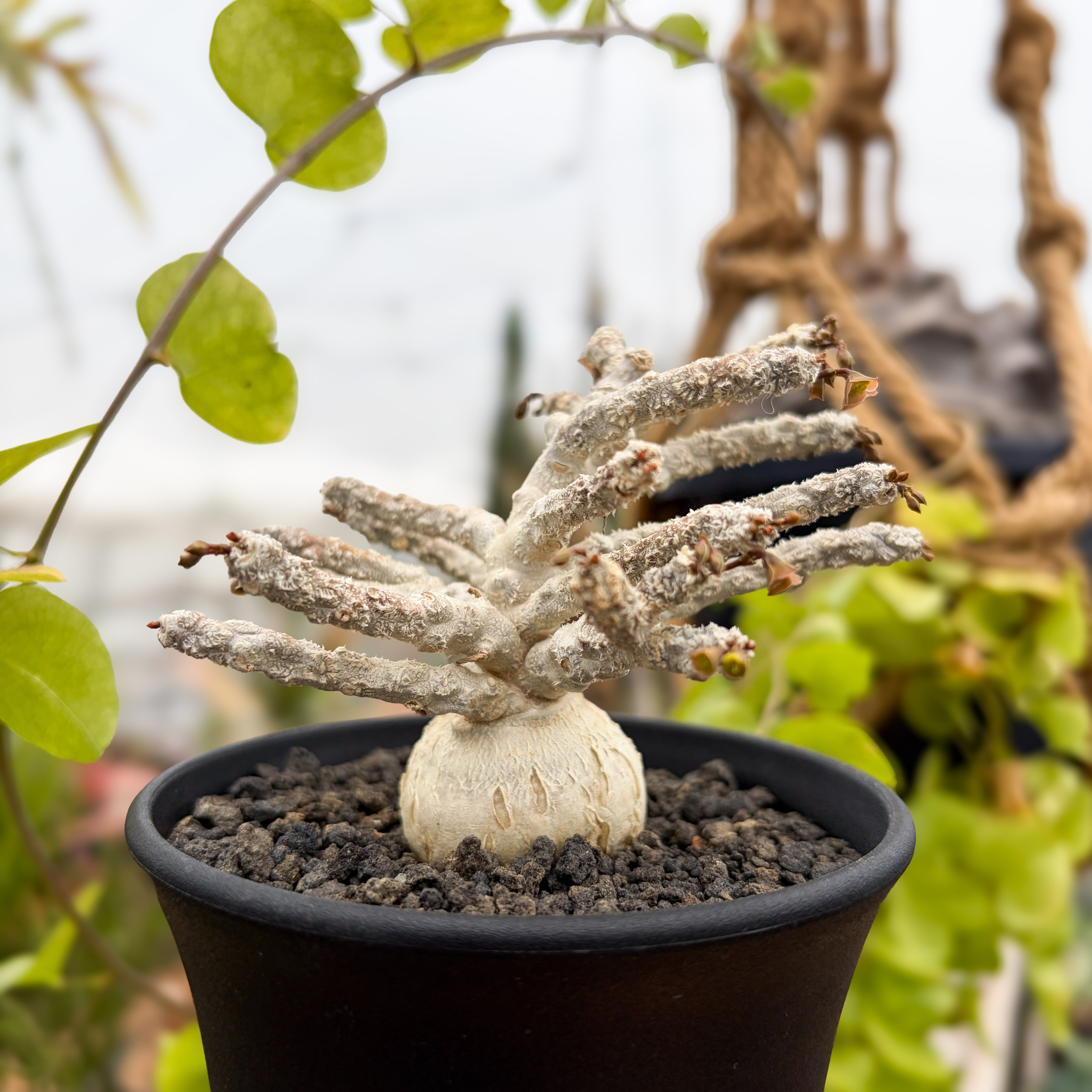 Euphorbia ambovombensis【ユーフォルビア・アンボボンベンシス