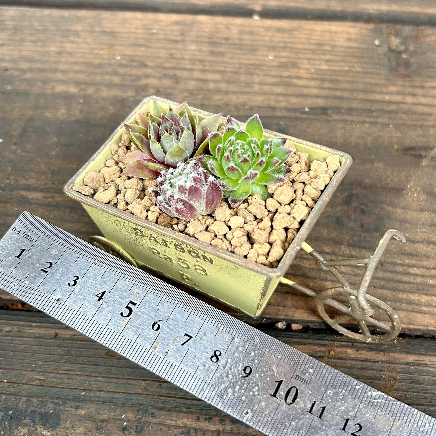 T)センペル寄せ植え(鉢付き | RuPo 多肉植物専門店
