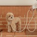 即納【stroll】Rope Leash Classic (Oatmeal)