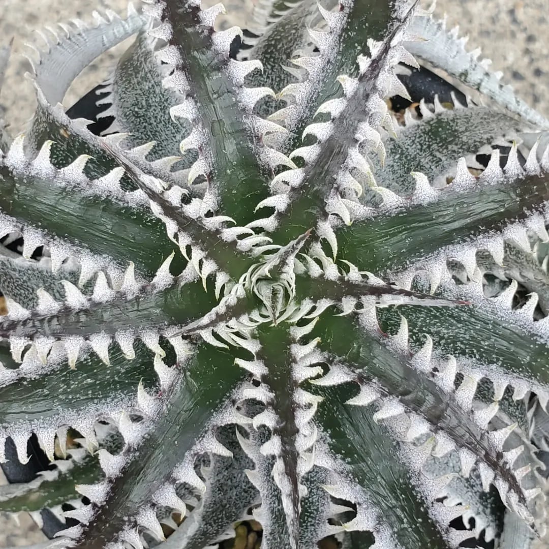 F00133_Dyckia 'Larry the Chopper' x 'Heaven and Hell