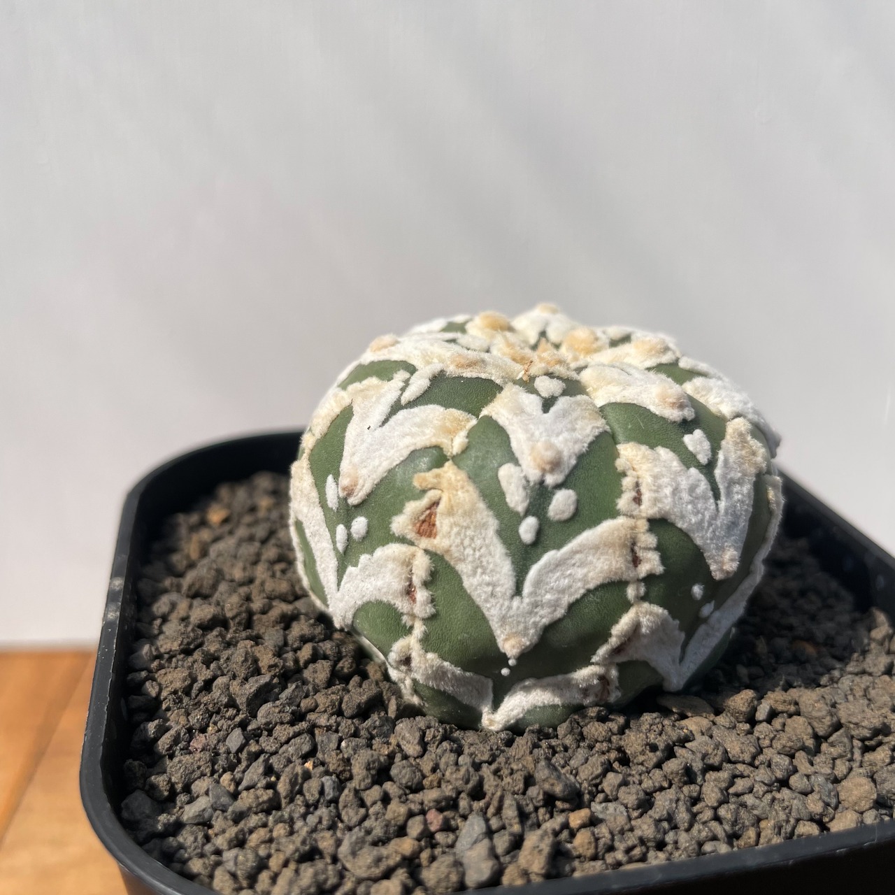 Astrophytum asterias arrow【アストロフィツム・スーパー兜アロー】