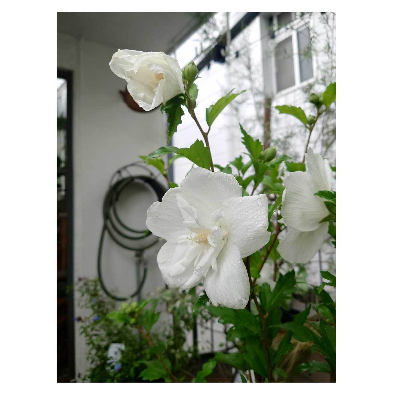 Hibiscus syriacus 'White Chiffon' | Seeding