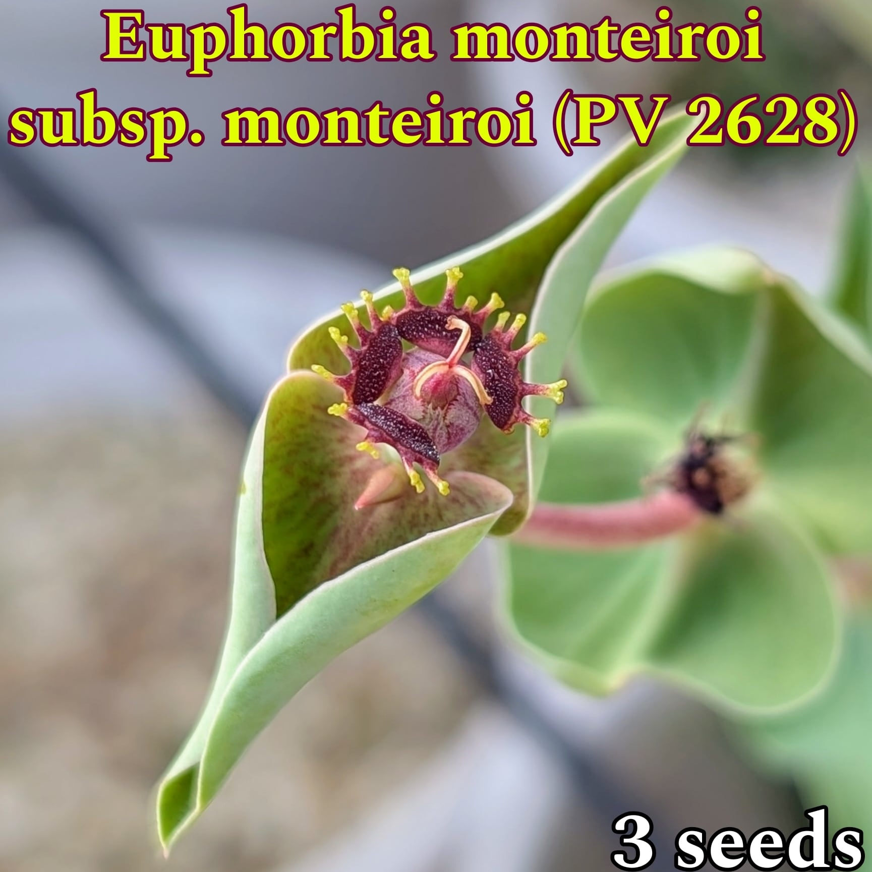 観葉植物 L48 塊根 珍種 選抜株 ユーフォルビア・モンテイロイ