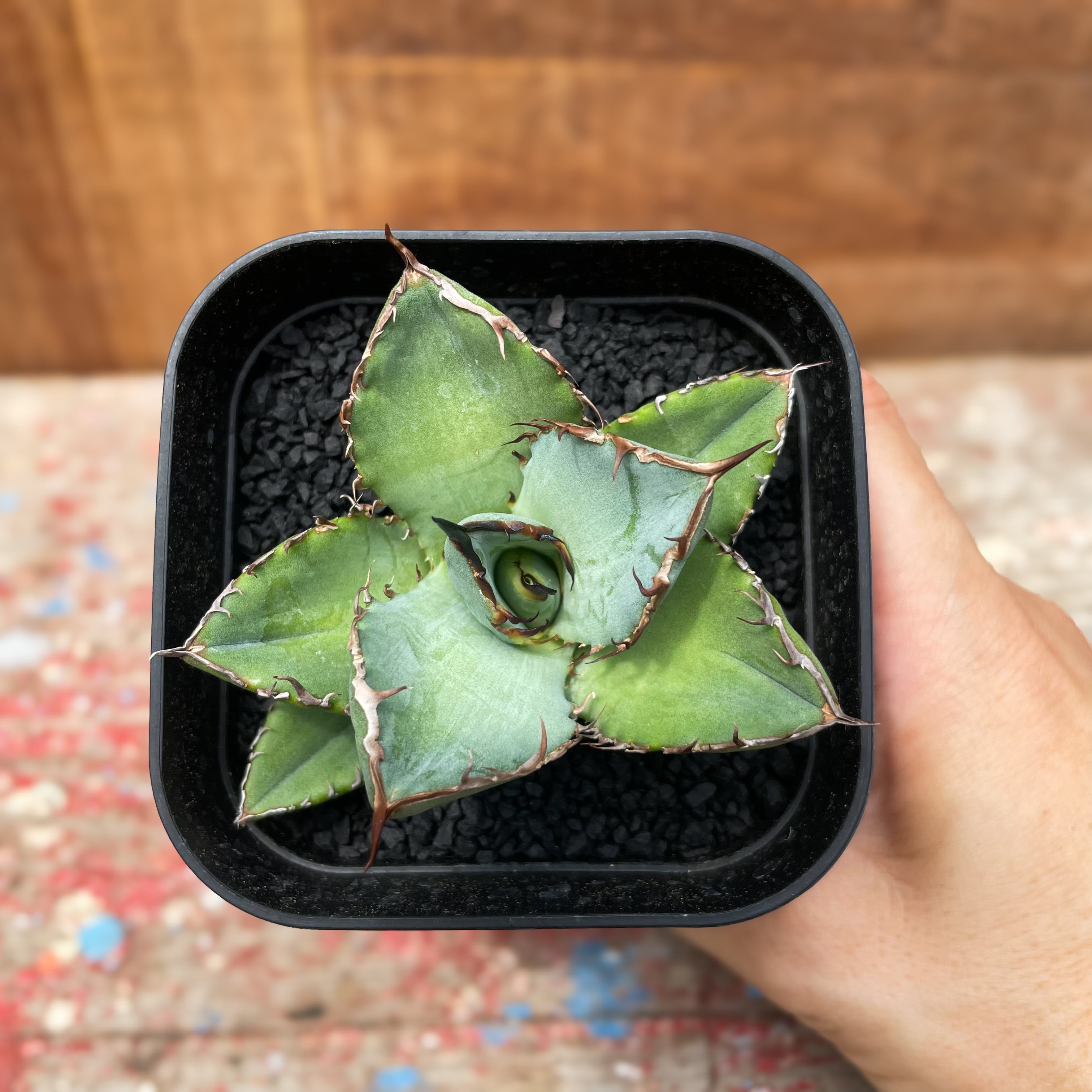Agave titanota “Black rhino”【チタノタ・黒犀牛】 | RIMO